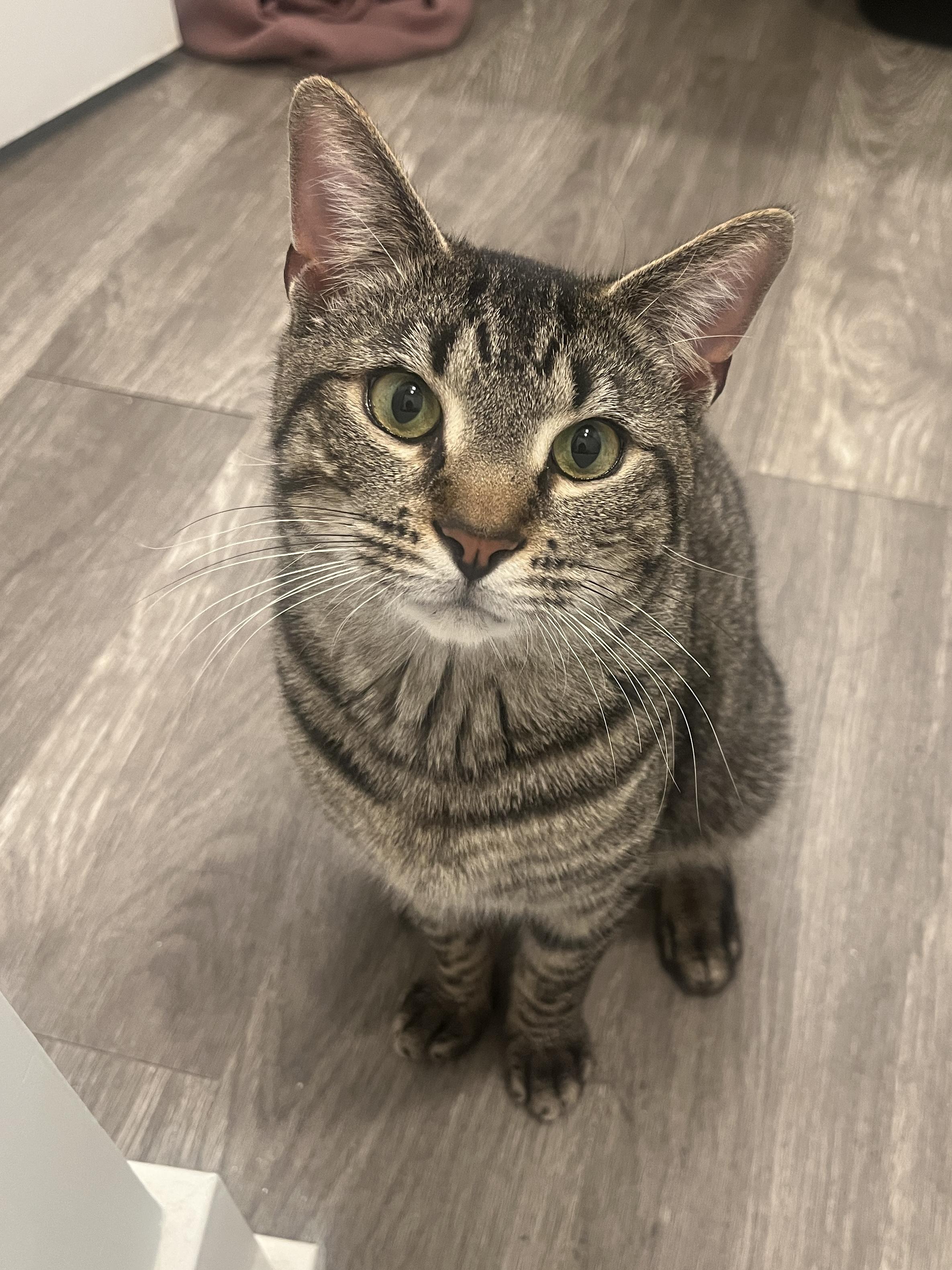 Rodney, a Adoptable Domestic Short Hair in Levittown, PA image 2/5