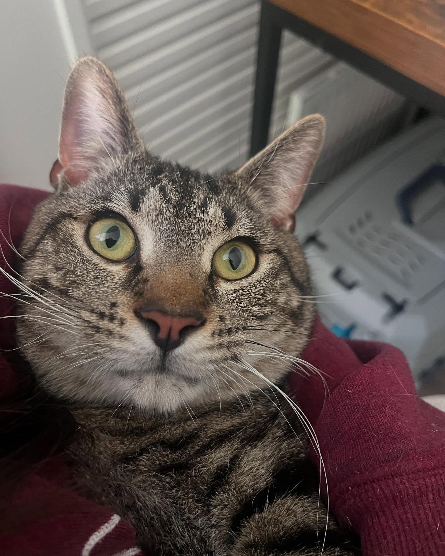 Rodney, a Adoptable Domestic Short Hair in Levittown, PA image 3/5