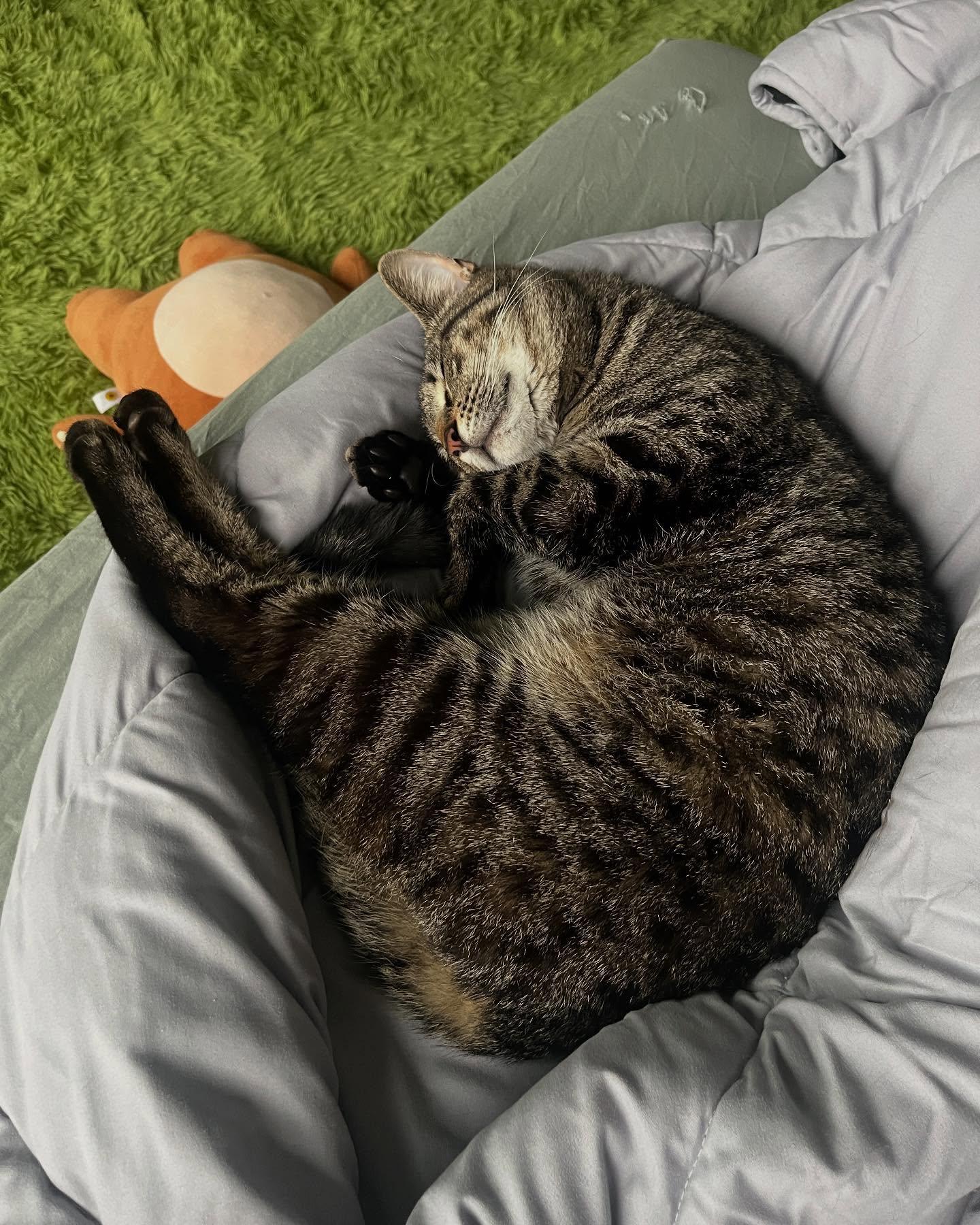 Rodney, a Adoptable Domestic Short Hair in Levittown, PA image 4/5