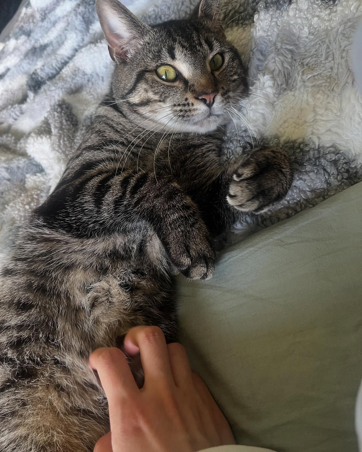 Rodney, a Adoptable Domestic Short Hair in Levittown, PA image 5/5