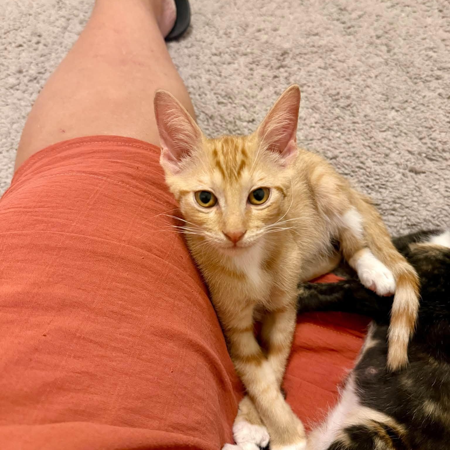 Enlarge Hallie, a Adopted Domestic Short Hair in Queen Creek, AZ image 2/4