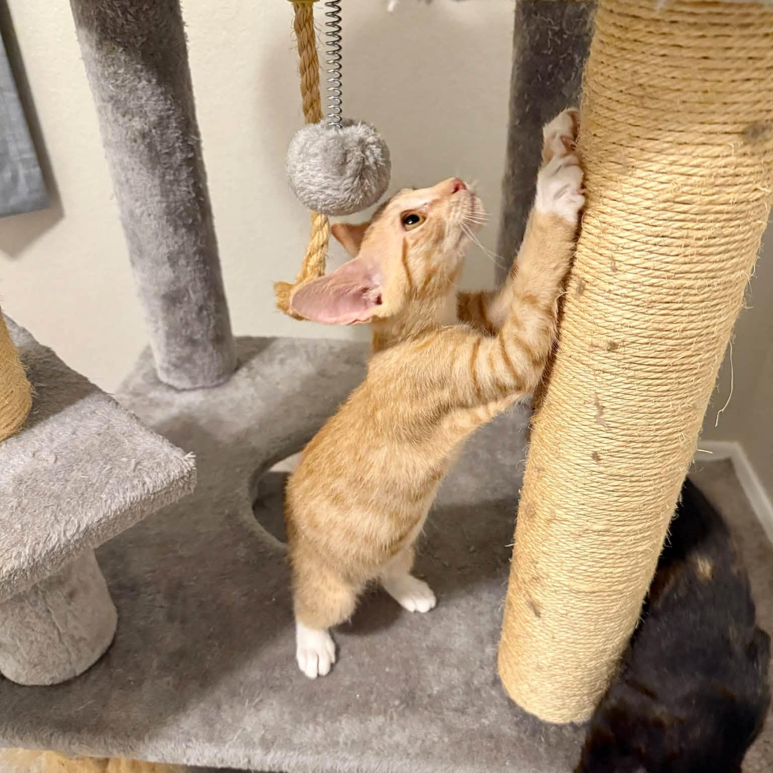 Enlarge Hallie, a Adopted Domestic Short Hair in Queen Creek, AZ image 3/4