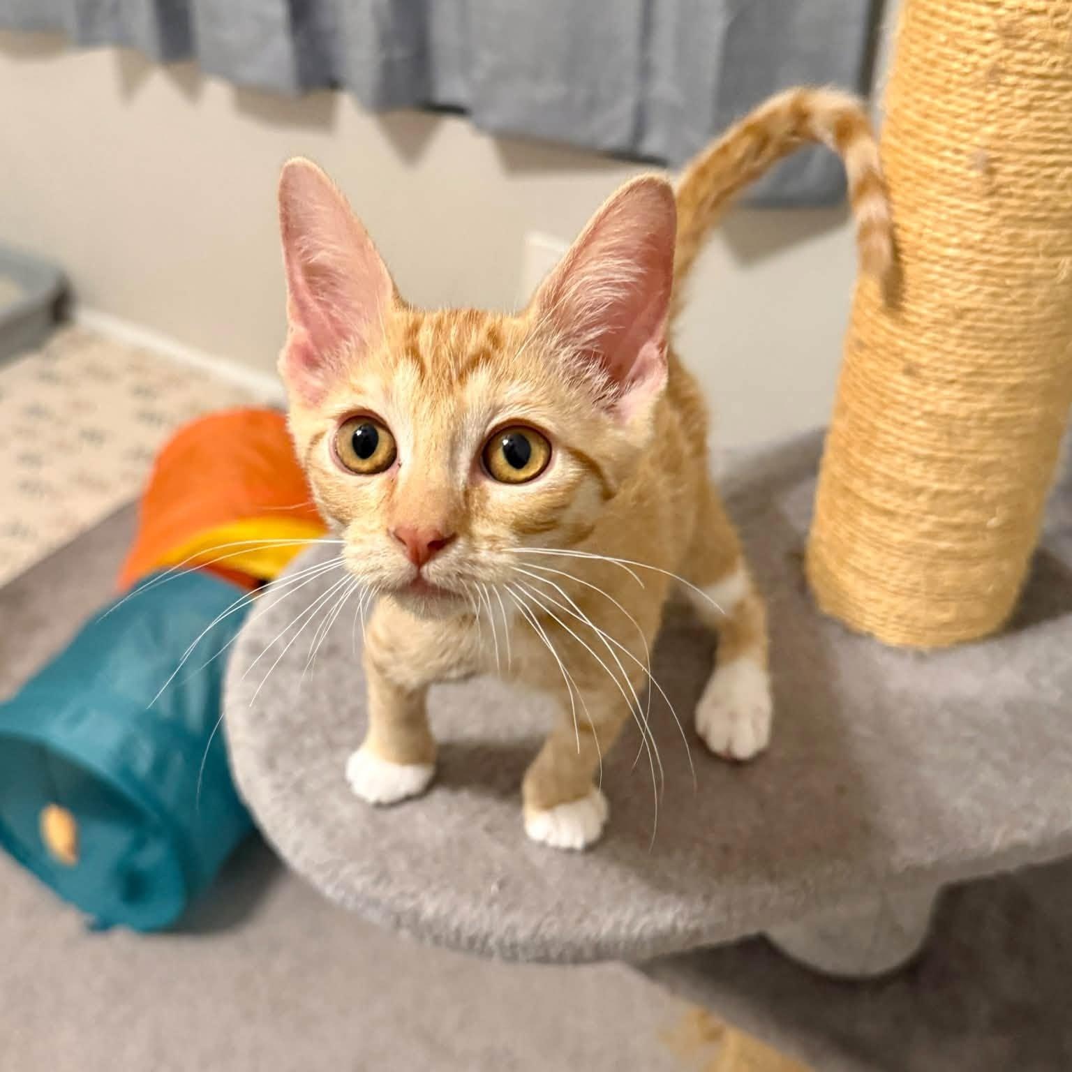 Hallie, Adopted, Kitten Female Domestic Short Hair.