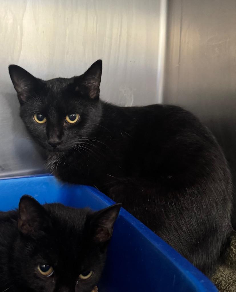 Tessa, Adoptable, Young Female Domestic Short Hair.