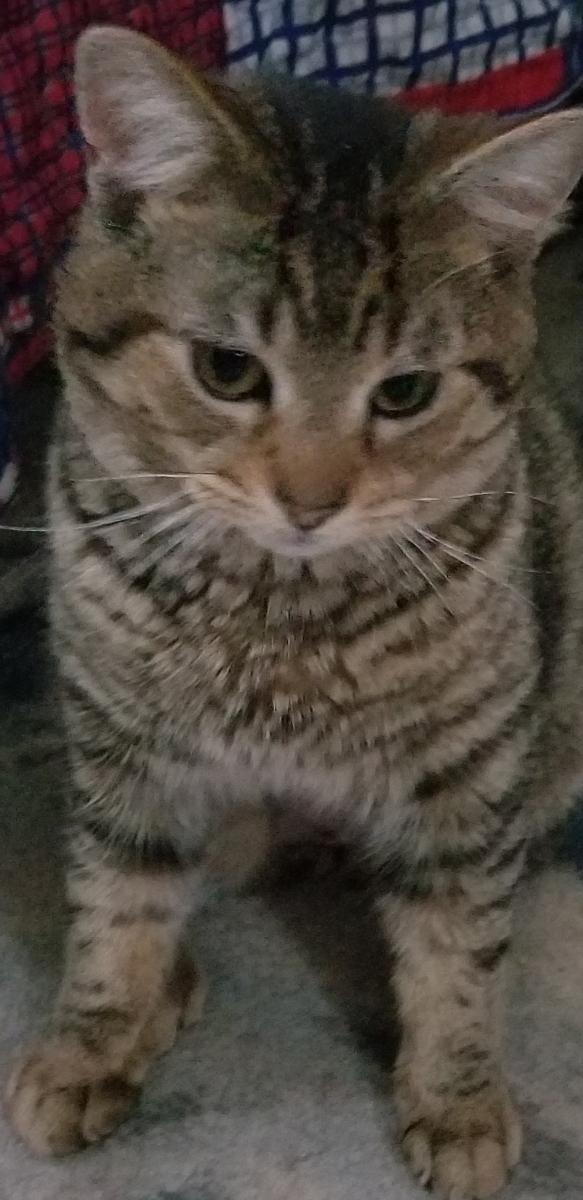 Gretchen, a ADOPTABLE Domestic Short Hair in Delmont, PA image 2/2