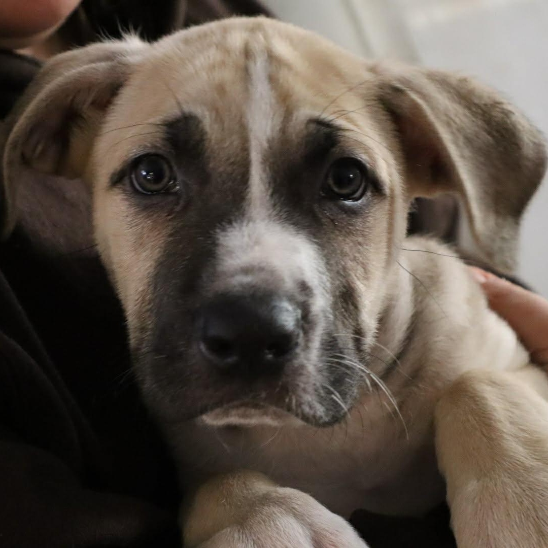 Bandit, an adopted mixed breed in Danbury, CT image 2/5