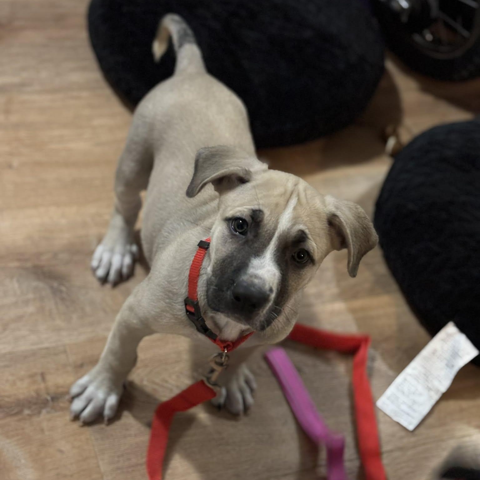 Bandit, an adopted mixed breed in Danbury, CT image 3/5