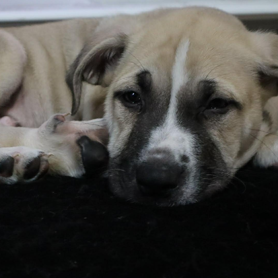 Bandit, an adopted mixed breed in Danbury, CT image 5/5