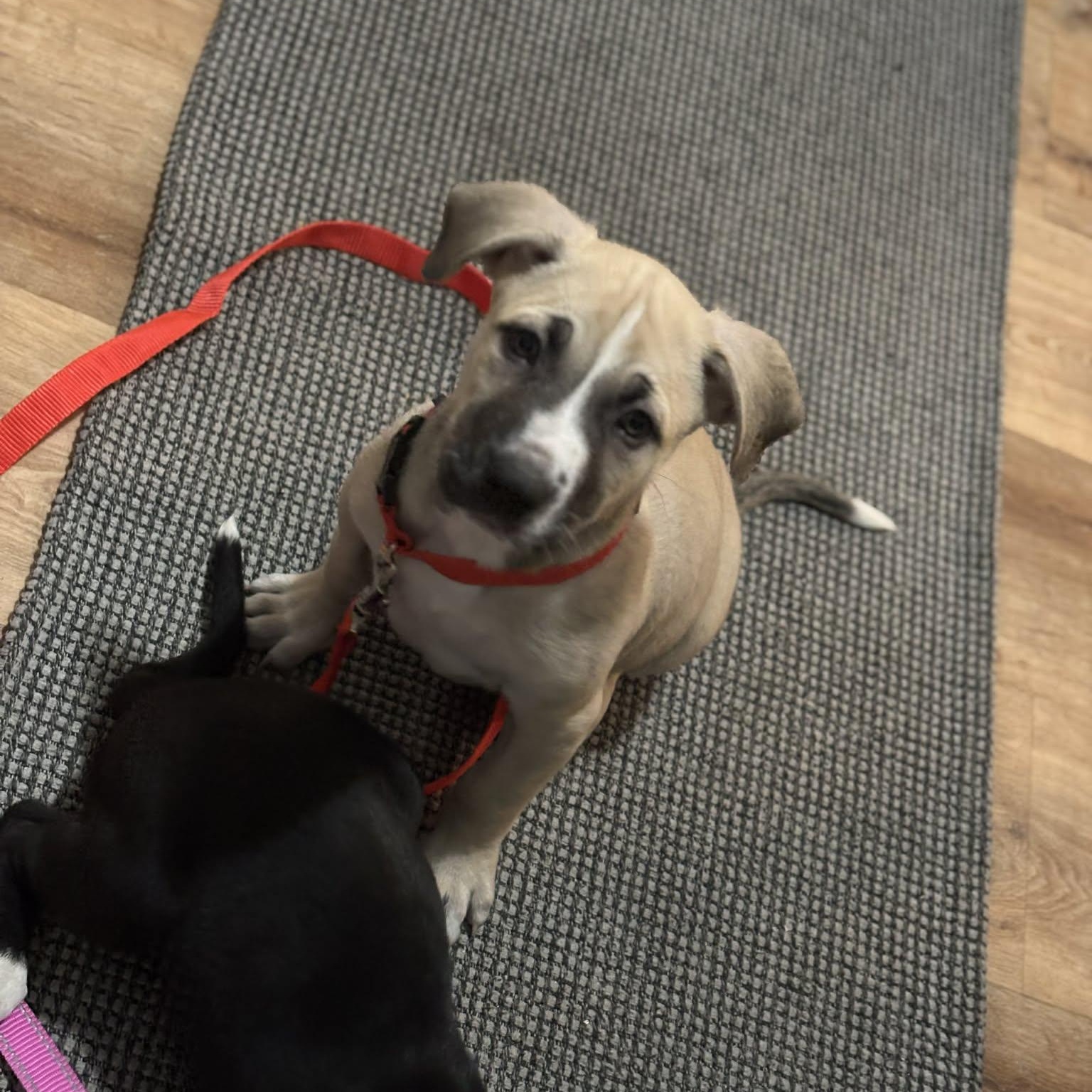 Bandit, an adopted mixed breed in Danbury, CT image 4/5