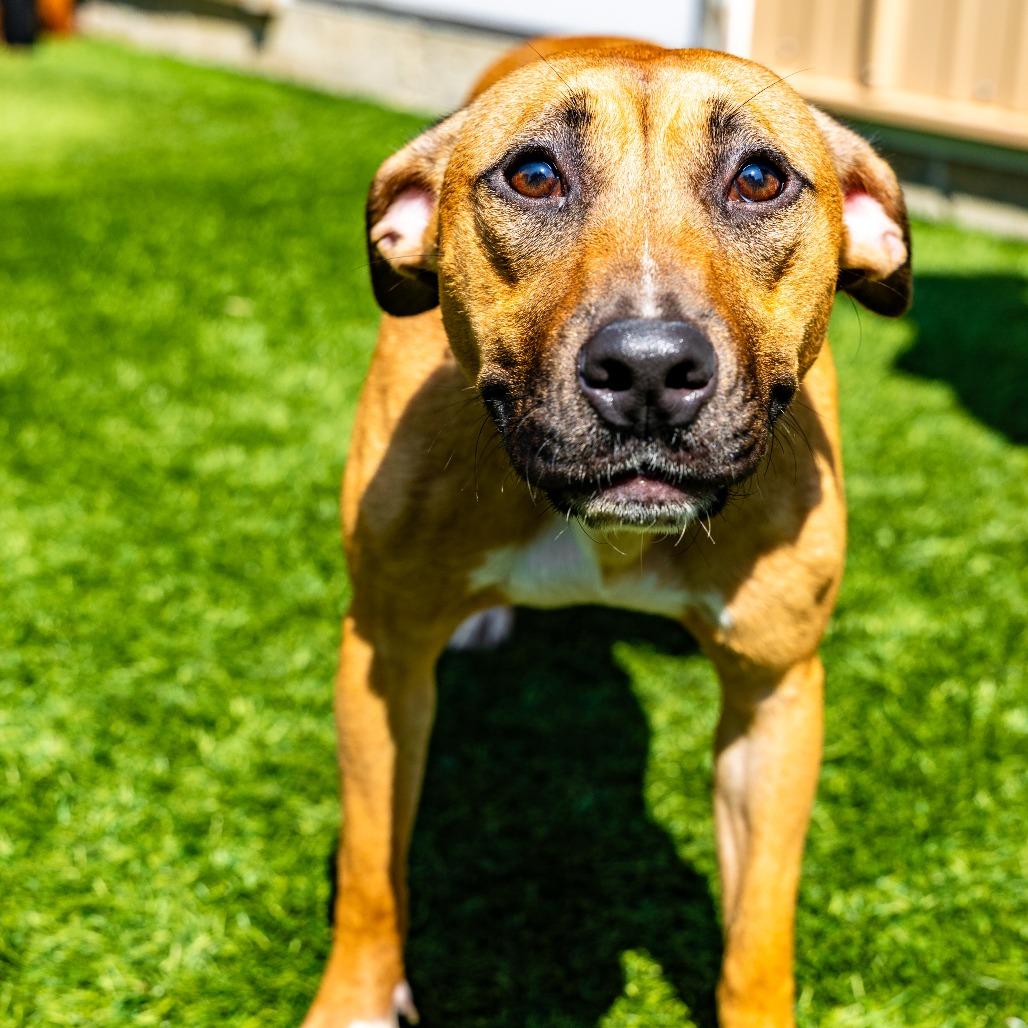 Enlarge Cordelia, a Adoptable mixed breed in Naperville, IL image 1/6