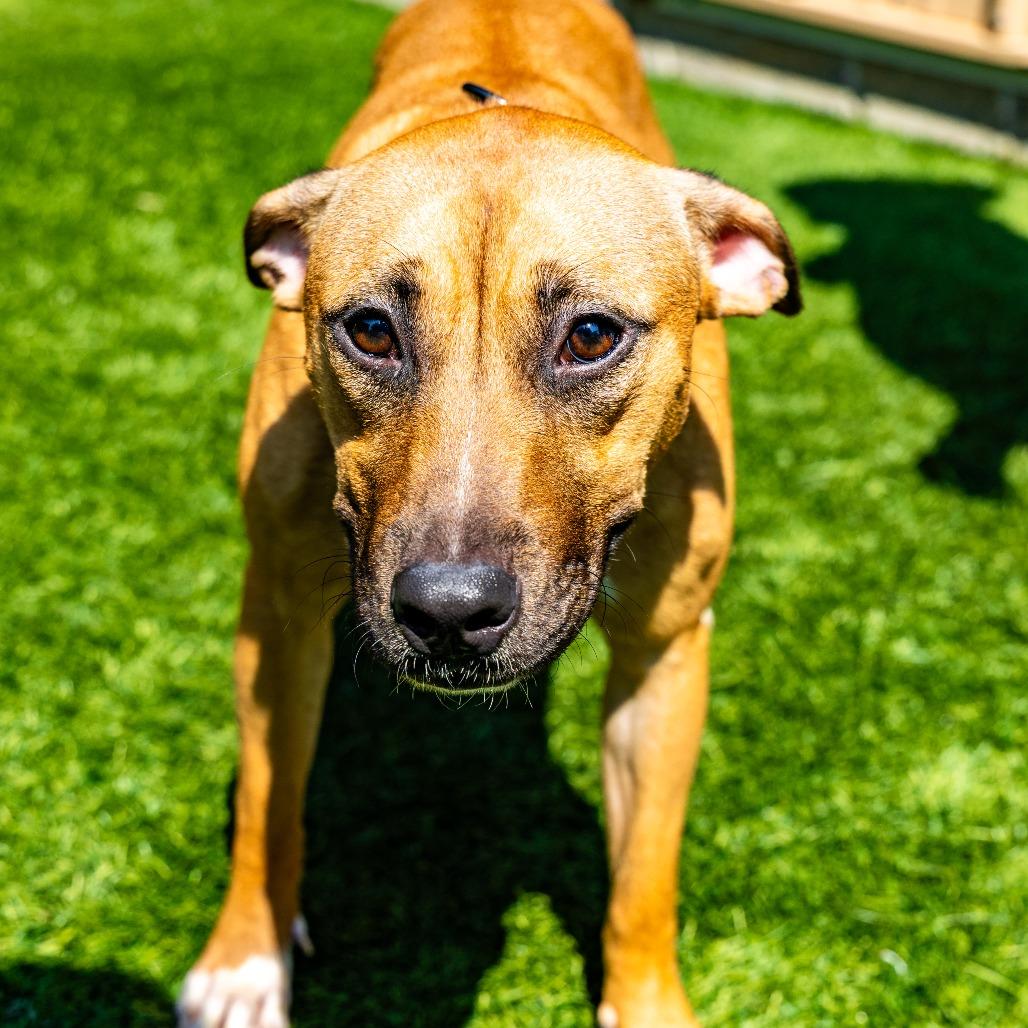 Enlarge Cordelia, a Adoptable mixed breed in Naperville, IL image 2/6