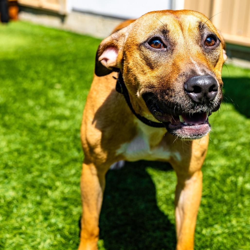 Enlarge Cordelia, a Adoptable mixed breed in Naperville, IL image 3/6
