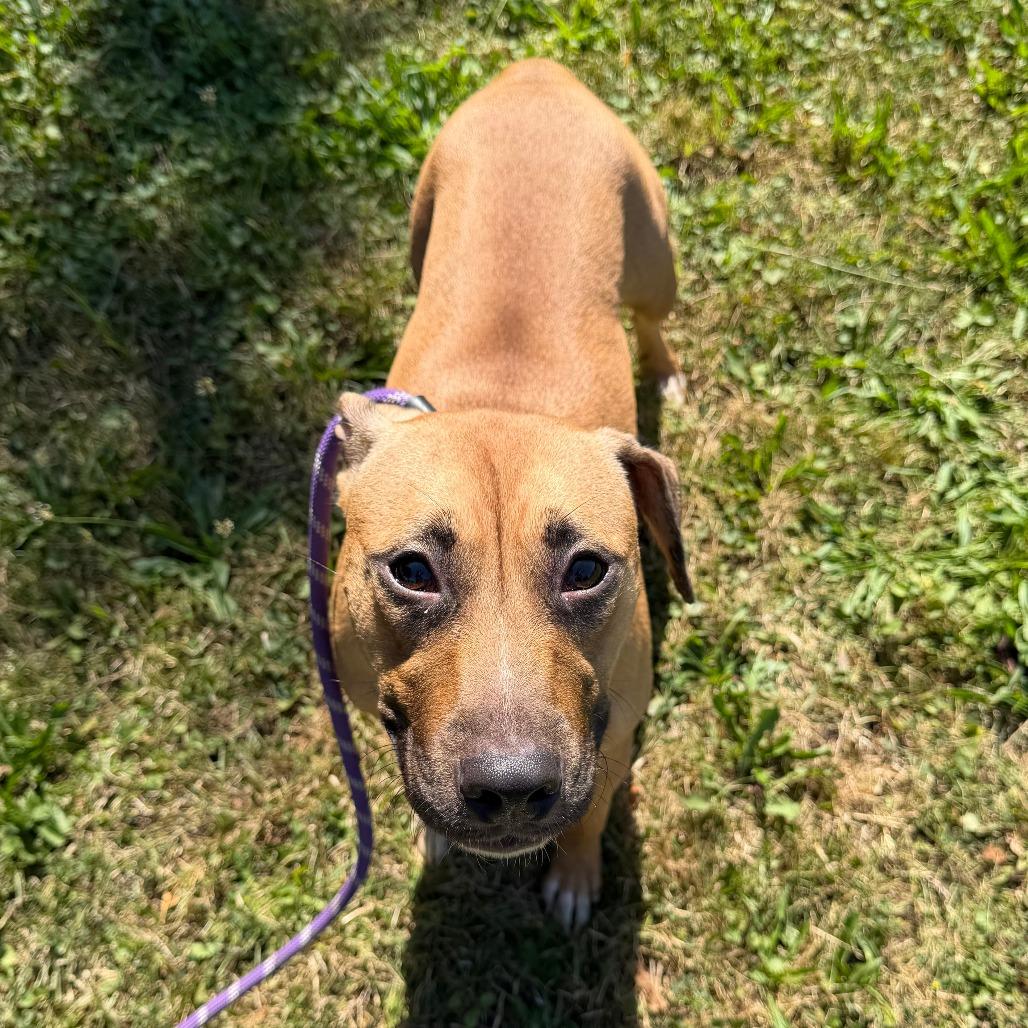 Enlarge Cordelia, a Adoptable mixed breed in Naperville, IL image 4/6
