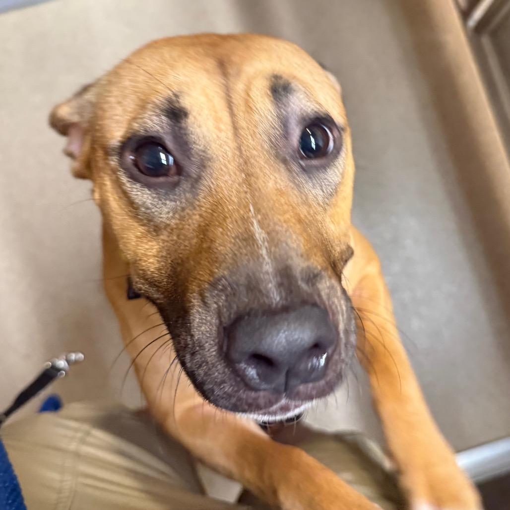 Enlarge Cordelia, a Adoptable mixed breed in Naperville, IL image 5/6