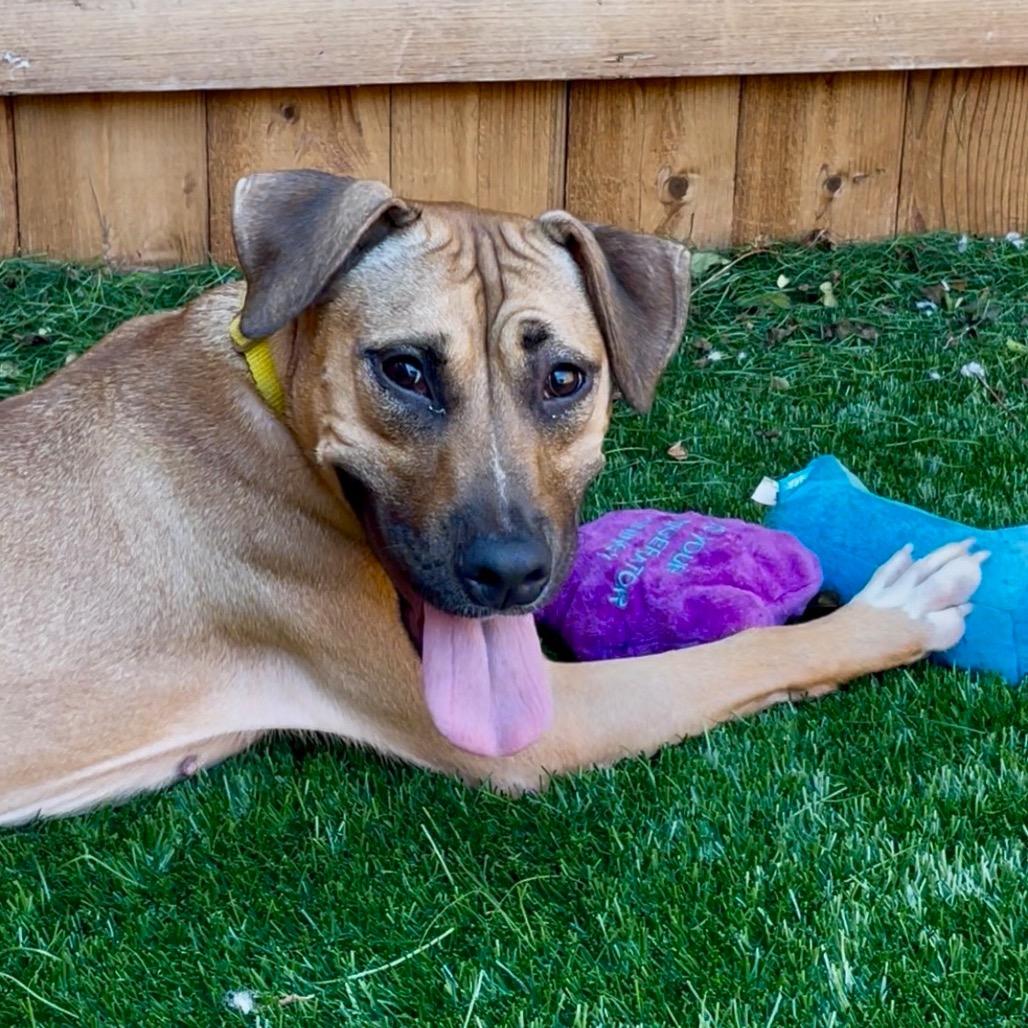 Enlarge Cordelia, a Adoptable mixed breed in Naperville, IL image 6/6