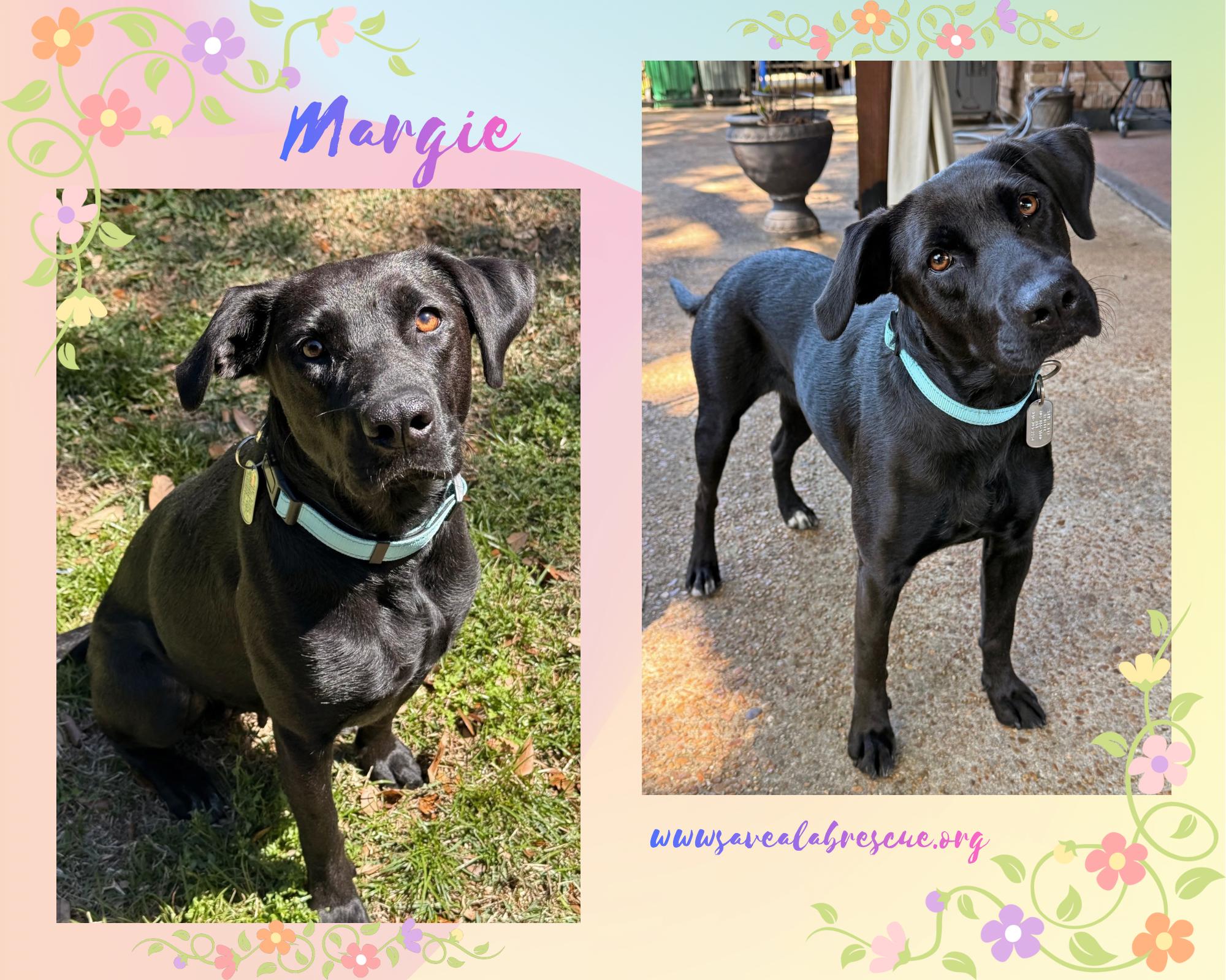 Enlarge Margie, a ADOPTABLE mixed breed in Newport, RI image 1/1