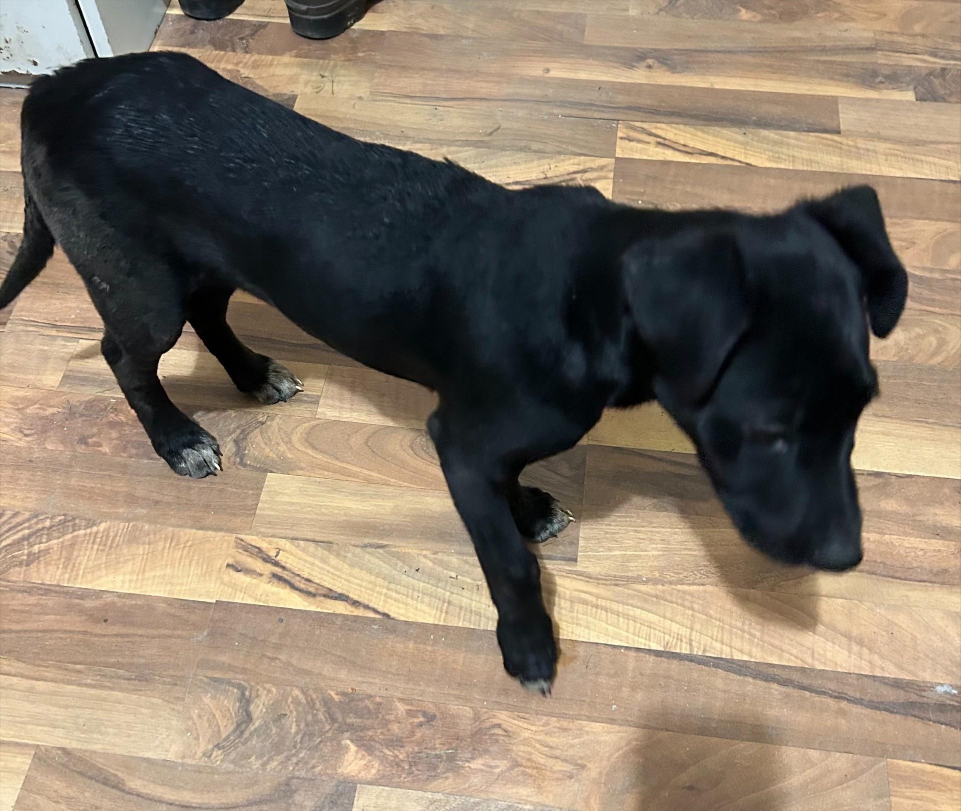 Jet, ADOPTABLE, Young Male Labrador Retriever.
