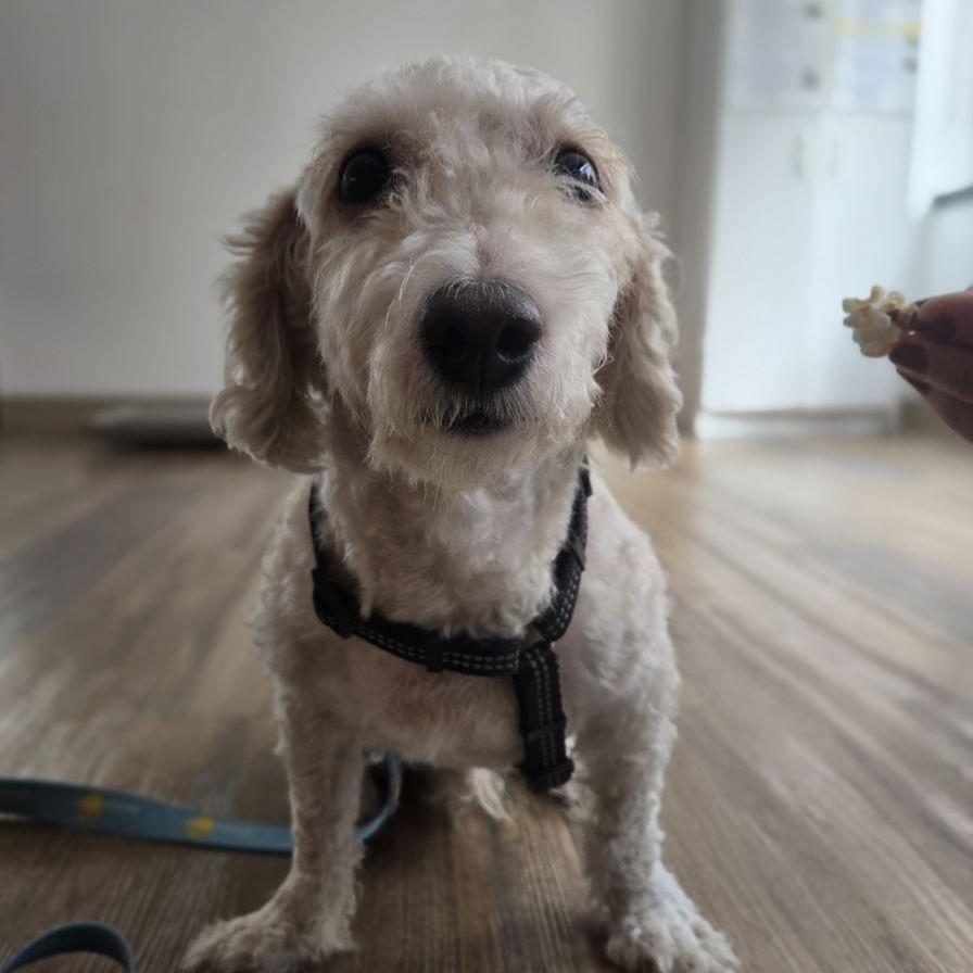 Bentley, Adoptable, Adult Male Bichon Frise & Miniature Poodle.