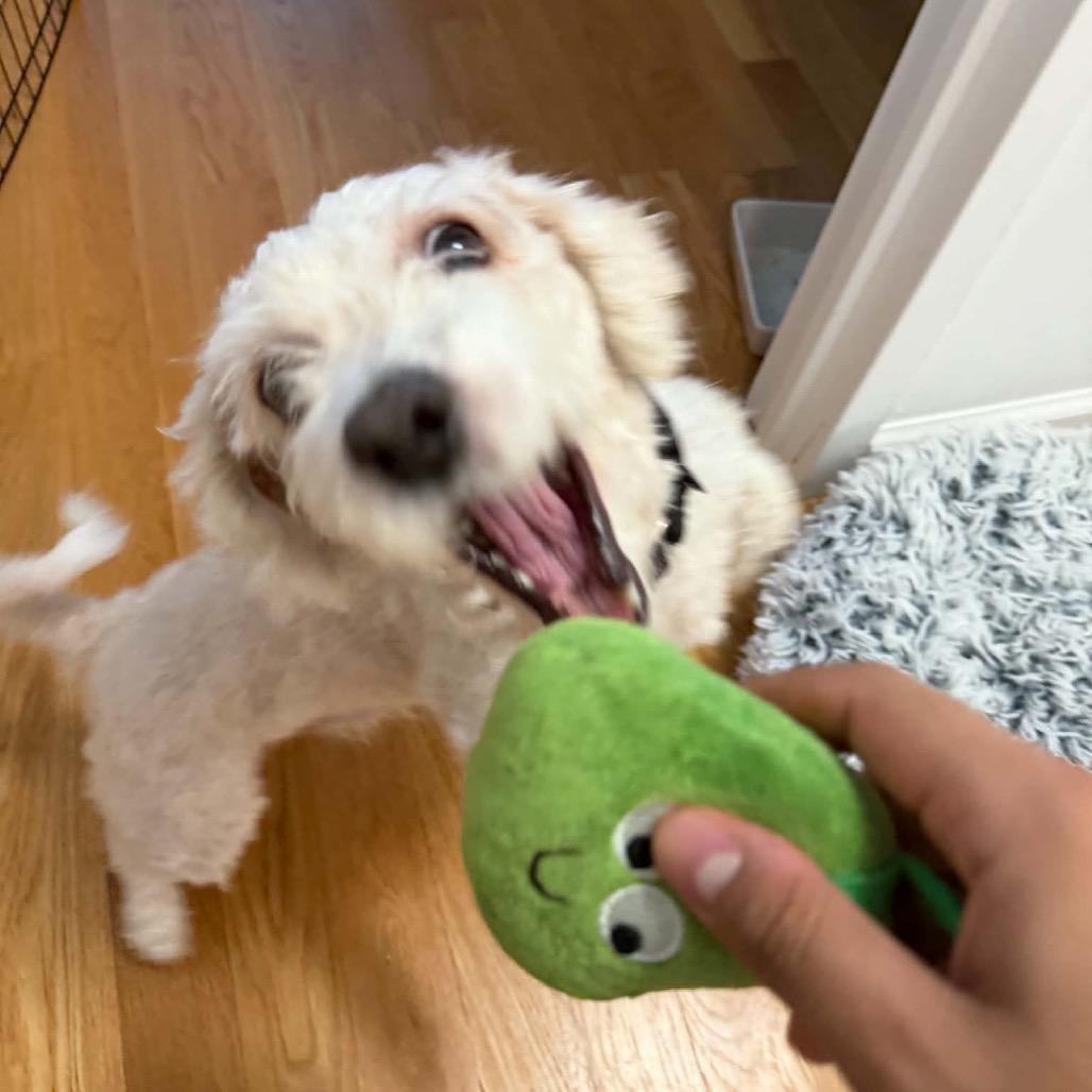 Enlarge Bentley, a Adoptable mixed breed in Wantagh, NY image 3/6