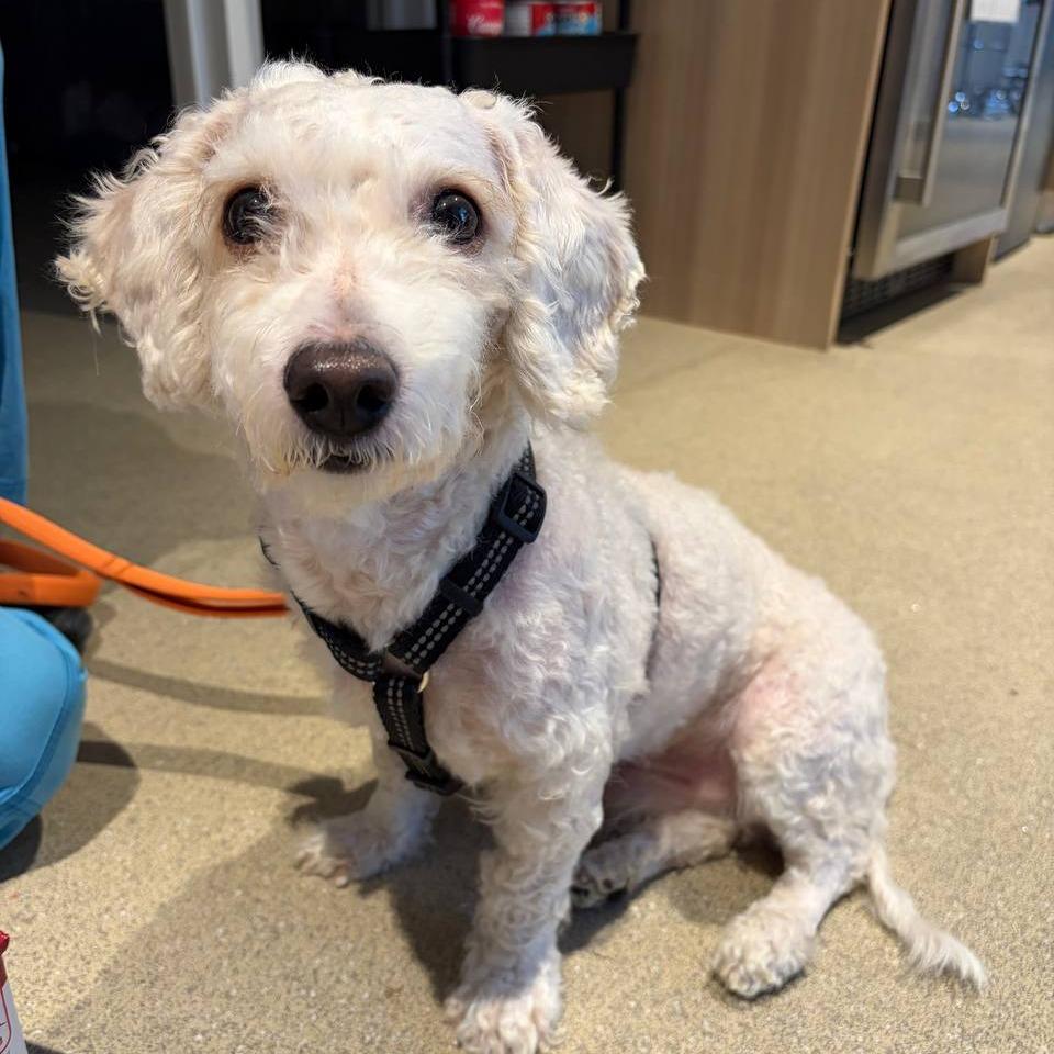 Enlarge Bentley, a Adoptable mixed breed in Wantagh, NY image 5/6