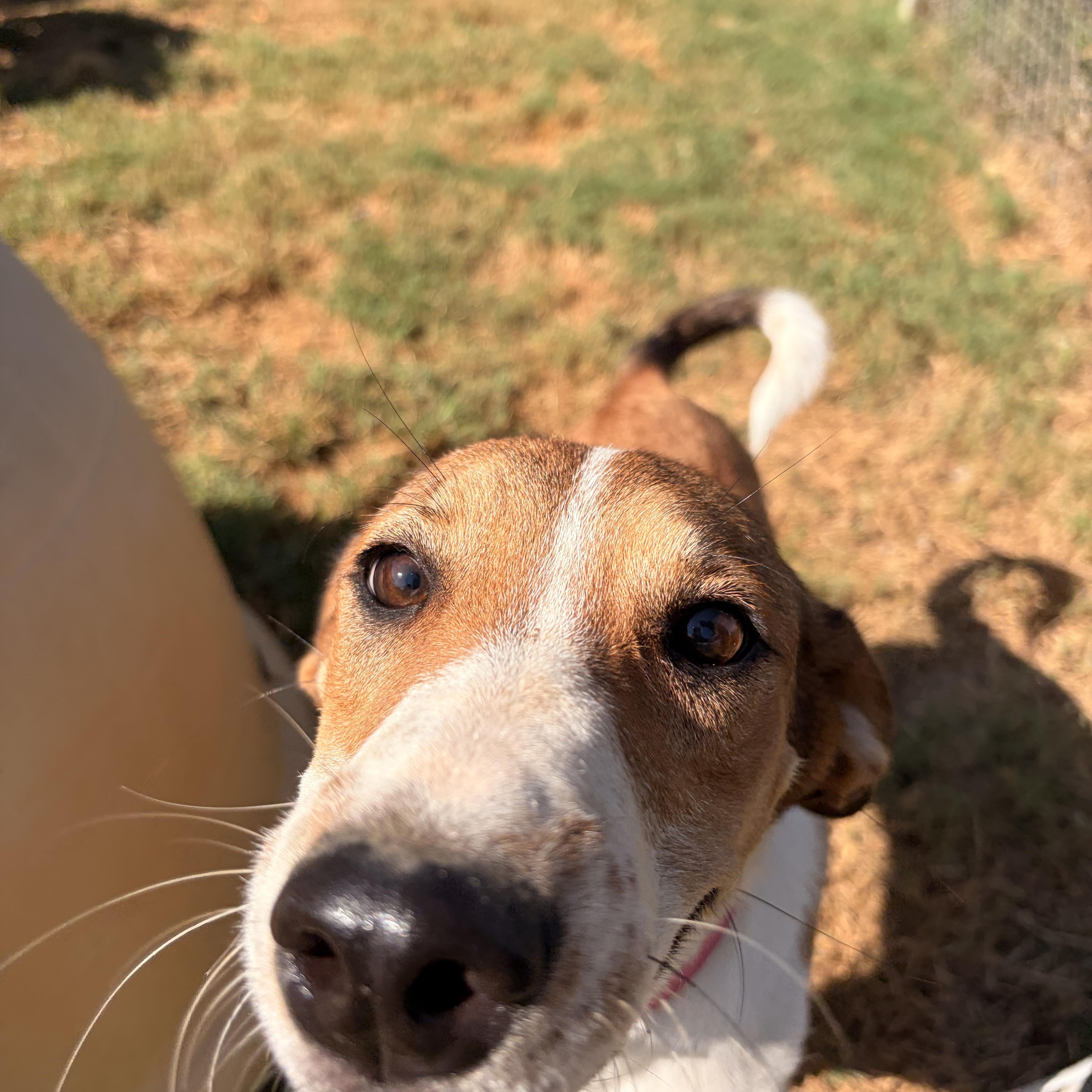 Enlarge Susie Q, a Adoptable mixed breed in Melbourne, AR image 2/6