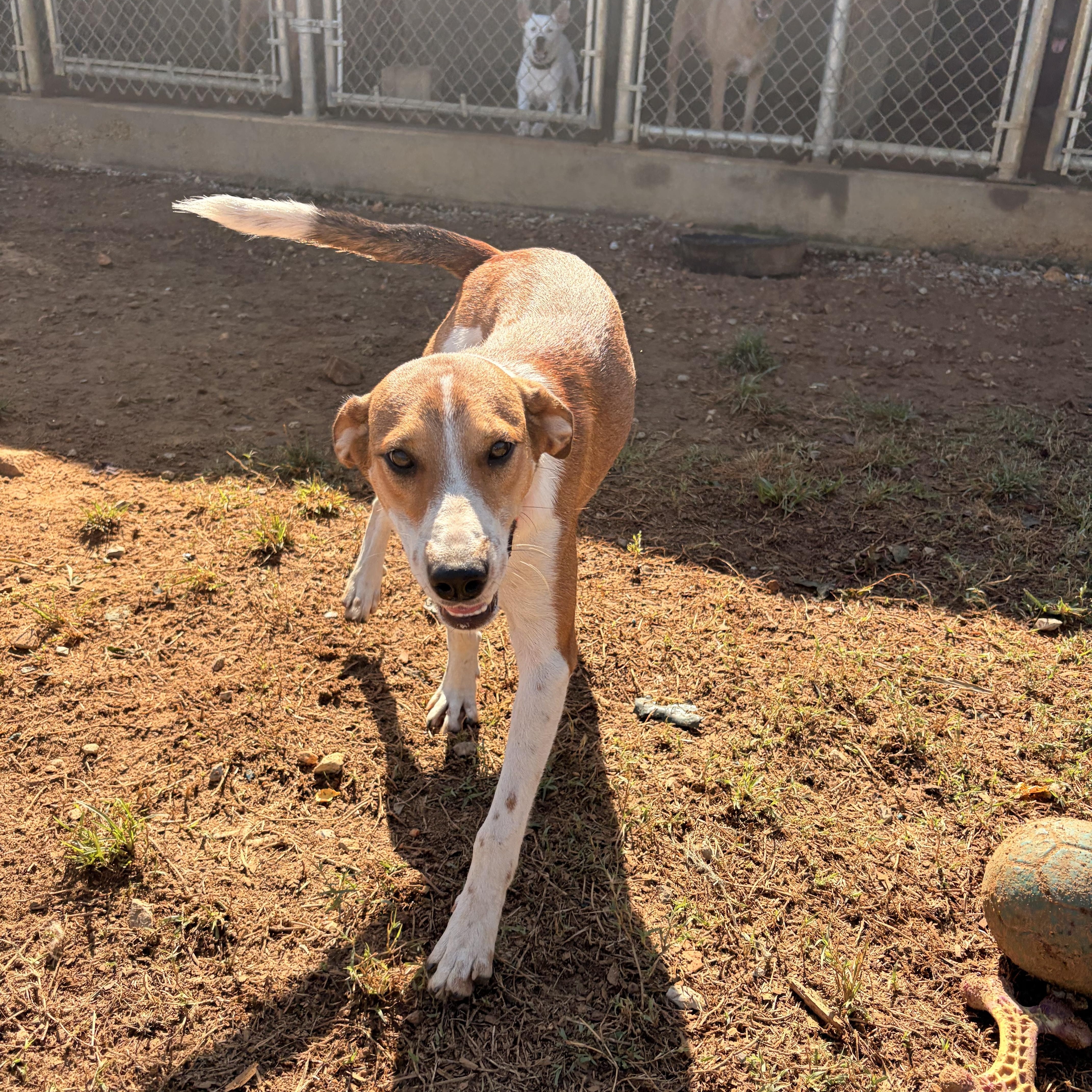 Enlarge Susie Q, a Adoptable mixed breed in Melbourne, AR image 4/6