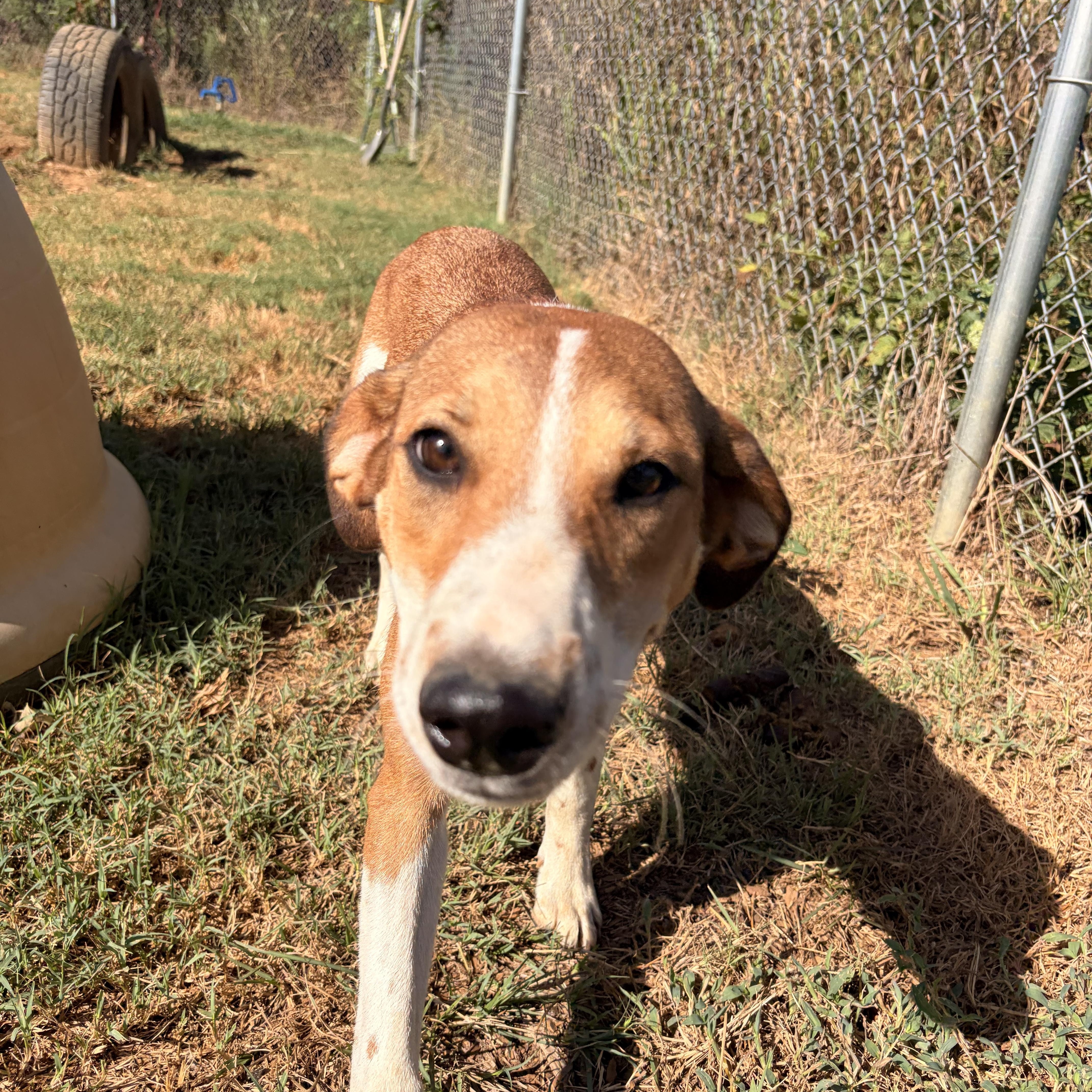Enlarge Susie Q, a Adoptable mixed breed in Melbourne, AR image 6/6