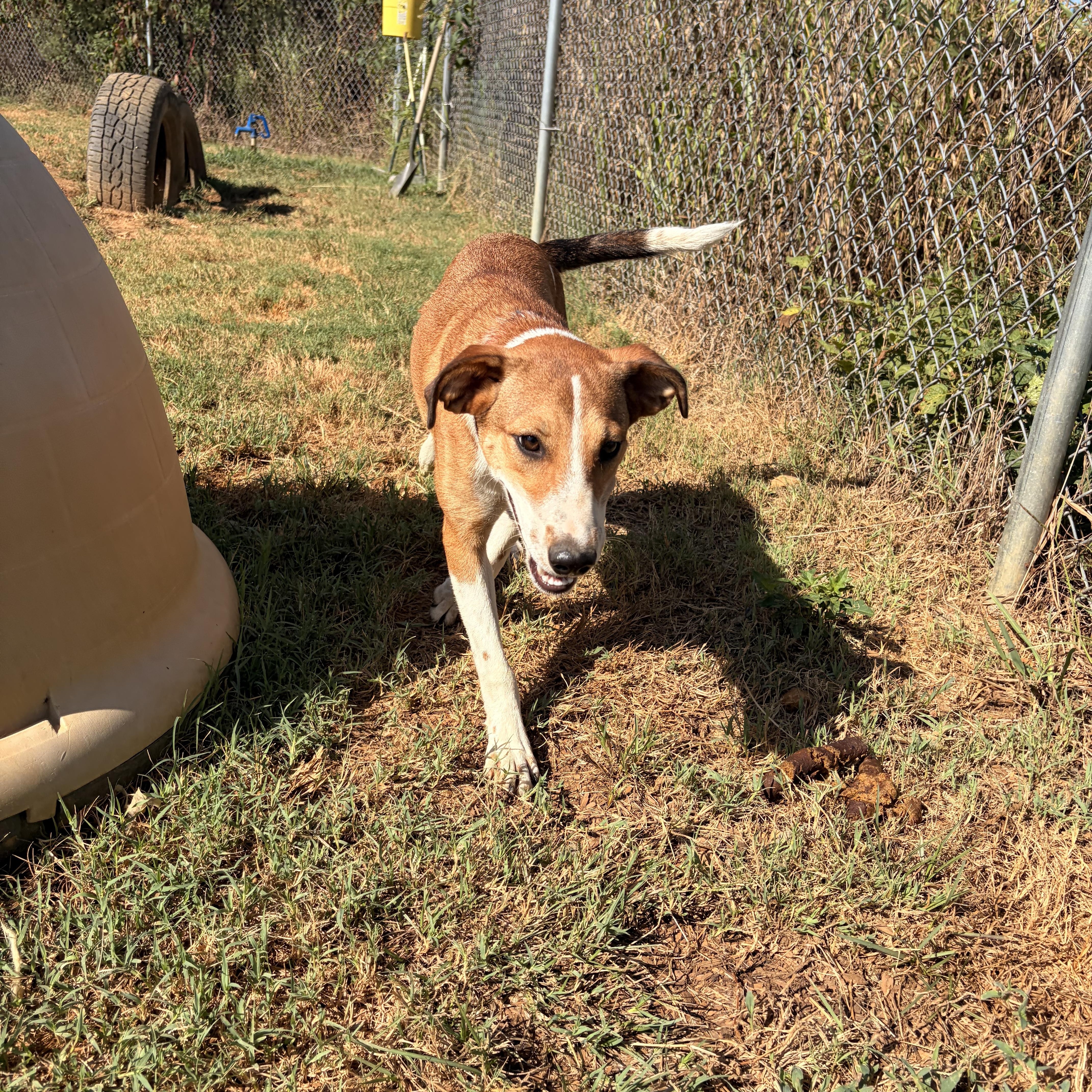 Enlarge Susie Q, a Adoptable mixed breed in Melbourne, AR image 5/6