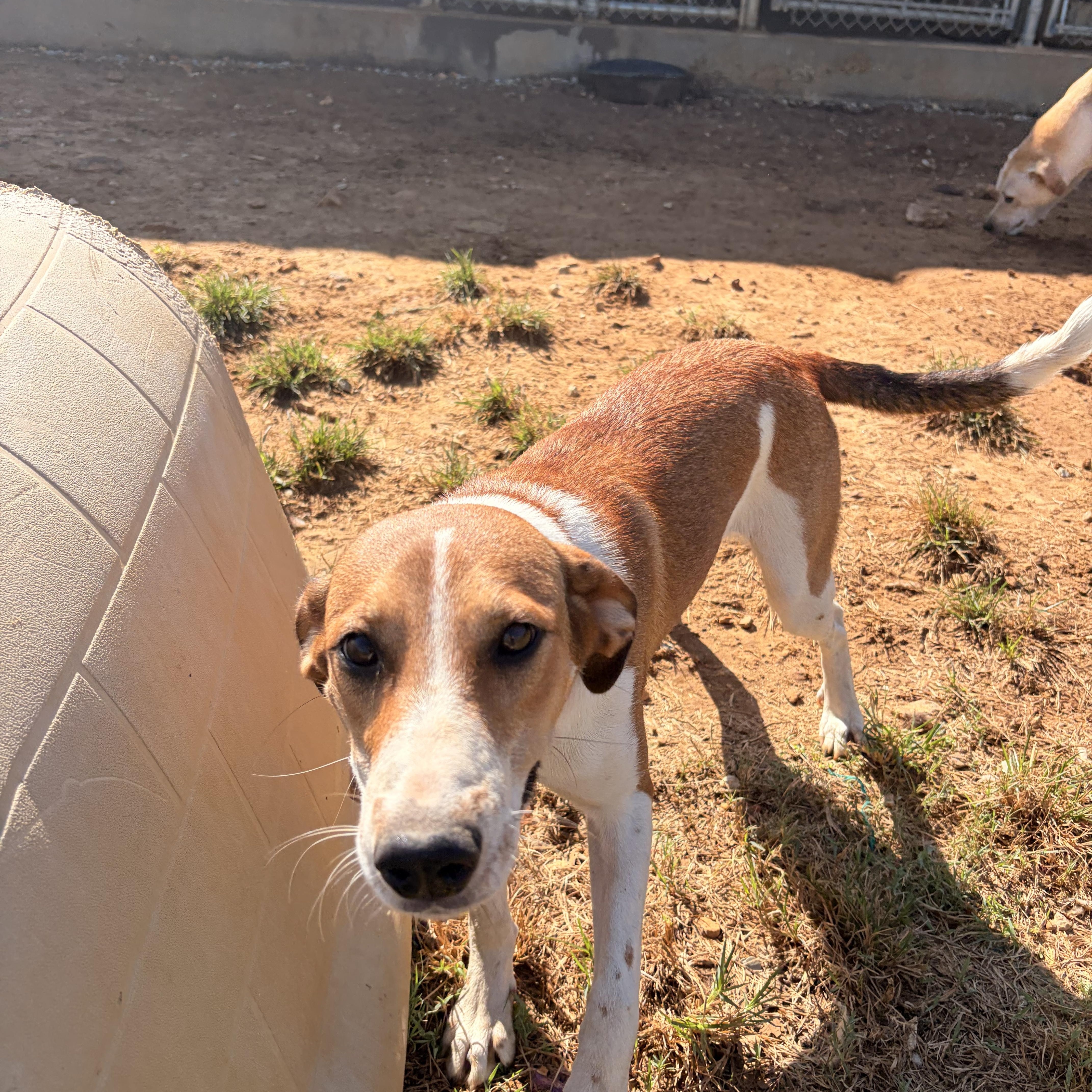 Susie Q, ADOPTABLE, Young • Female, English Foxhound & Treeing Walker Coonhound.