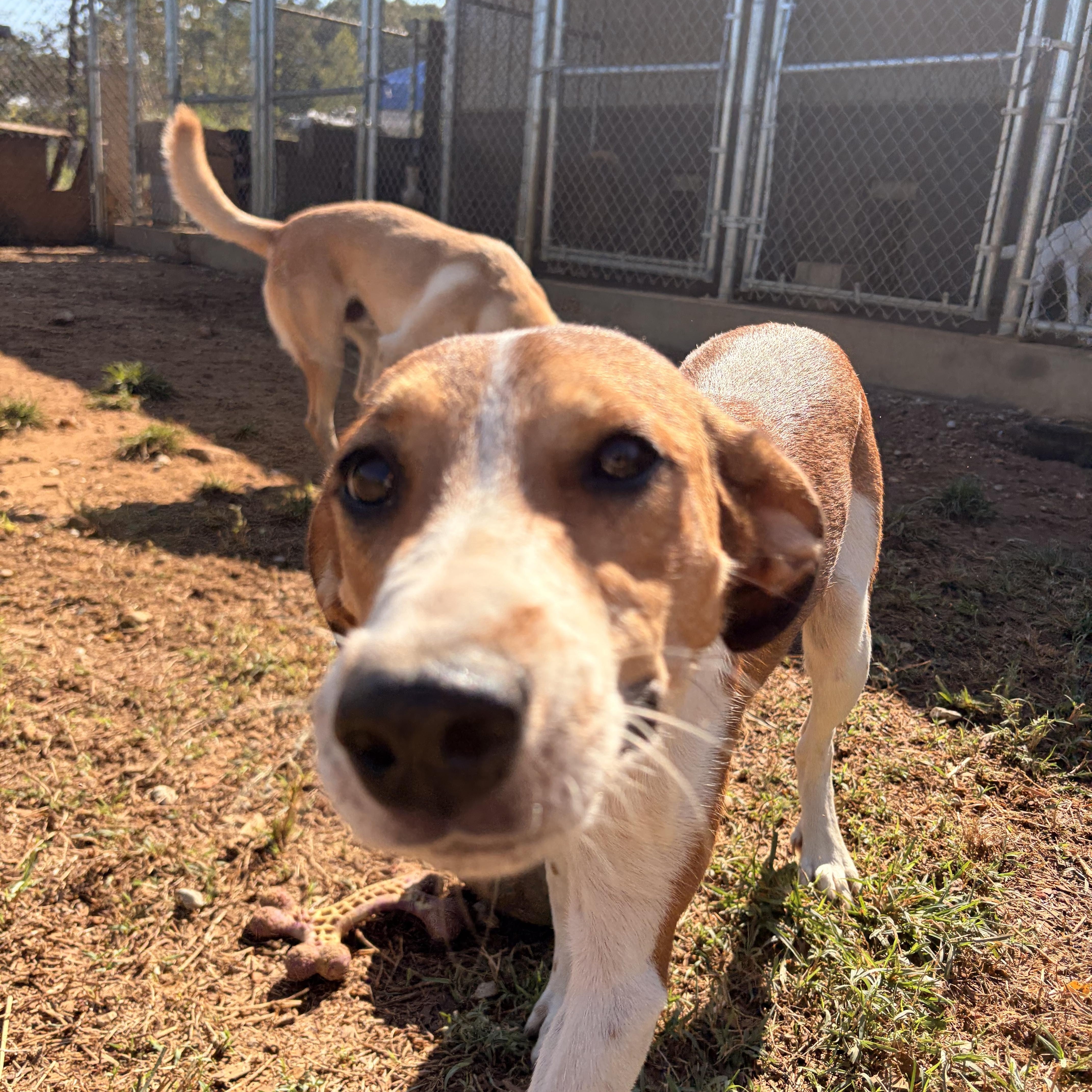 Enlarge Susie Q, a Adoptable mixed breed in Melbourne, AR image 3/6