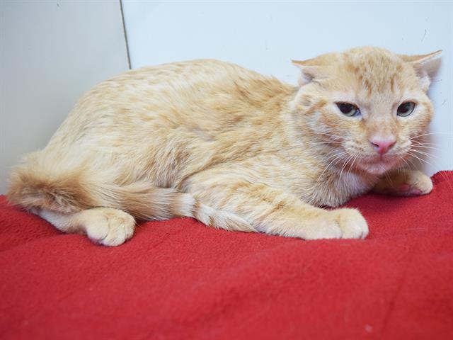 Enlarge TARZAN, a Adoptable Domestic Short Hair in Sacramento, CA image 1/1