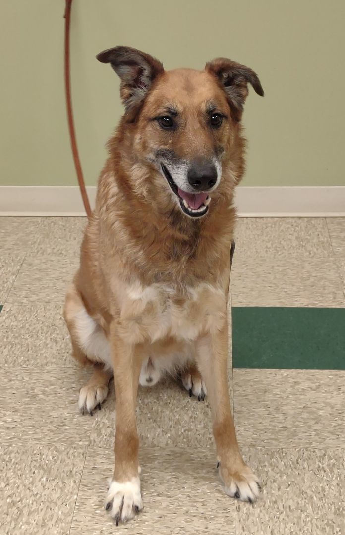 Preston, Adoptable, Adult Male German Shepherd Dog.