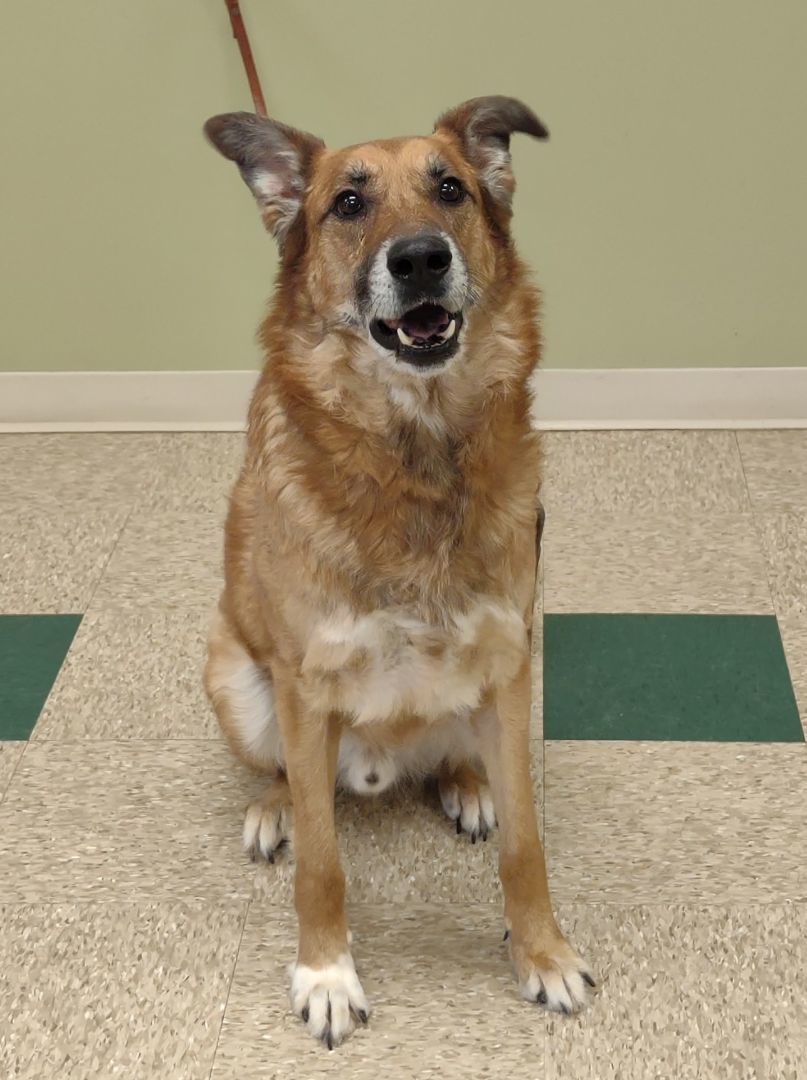 Preston, a Adoptable German Shepherd Dog in Hastings, NE image 2/3