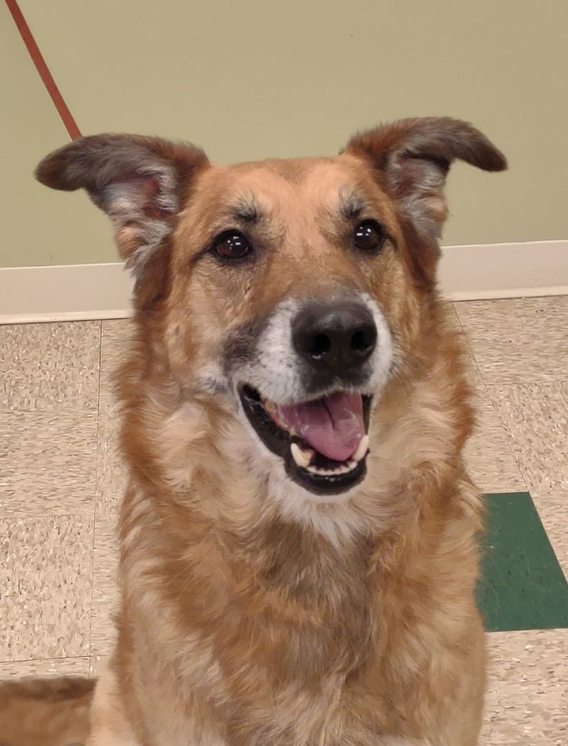 Preston, a Adoptable German Shepherd Dog in Hastings, NE image 3/3