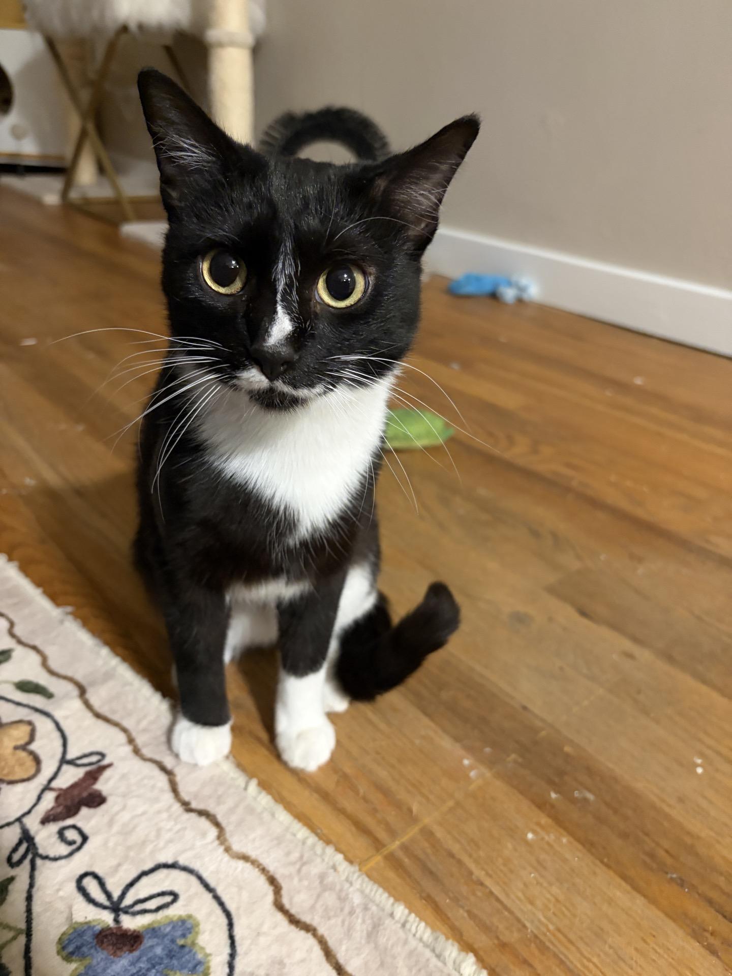 Enlarge Nebula, an adopted Tuxedo in Greensburg, PA image 2/6