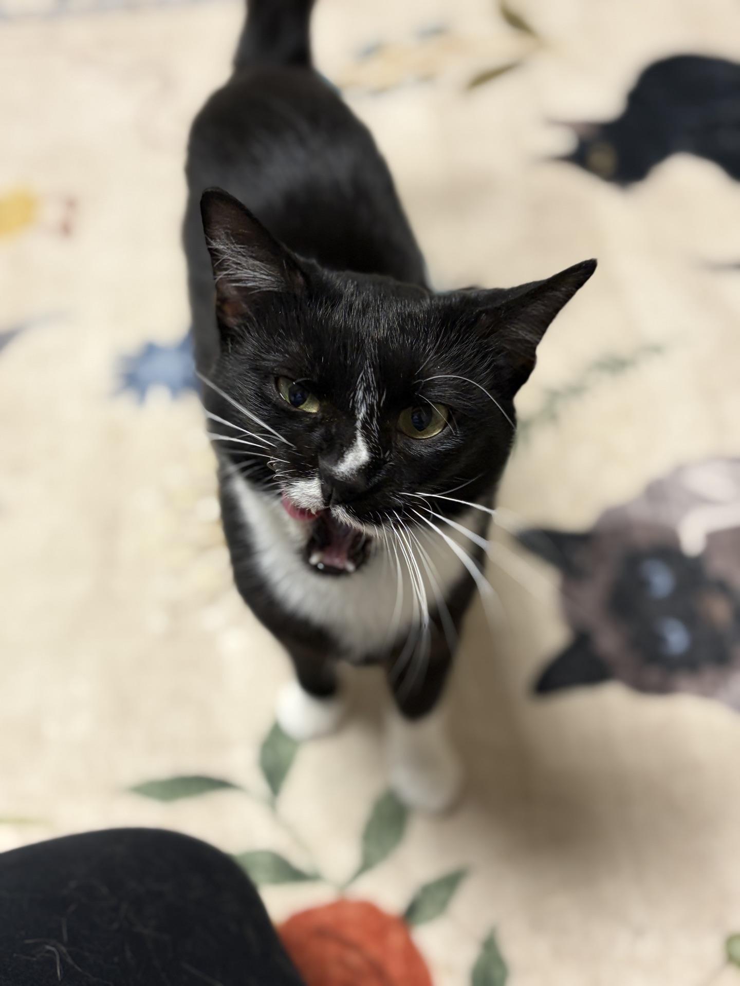 Enlarge Nebula, an adopted Tuxedo in Greensburg, PA image 6/6