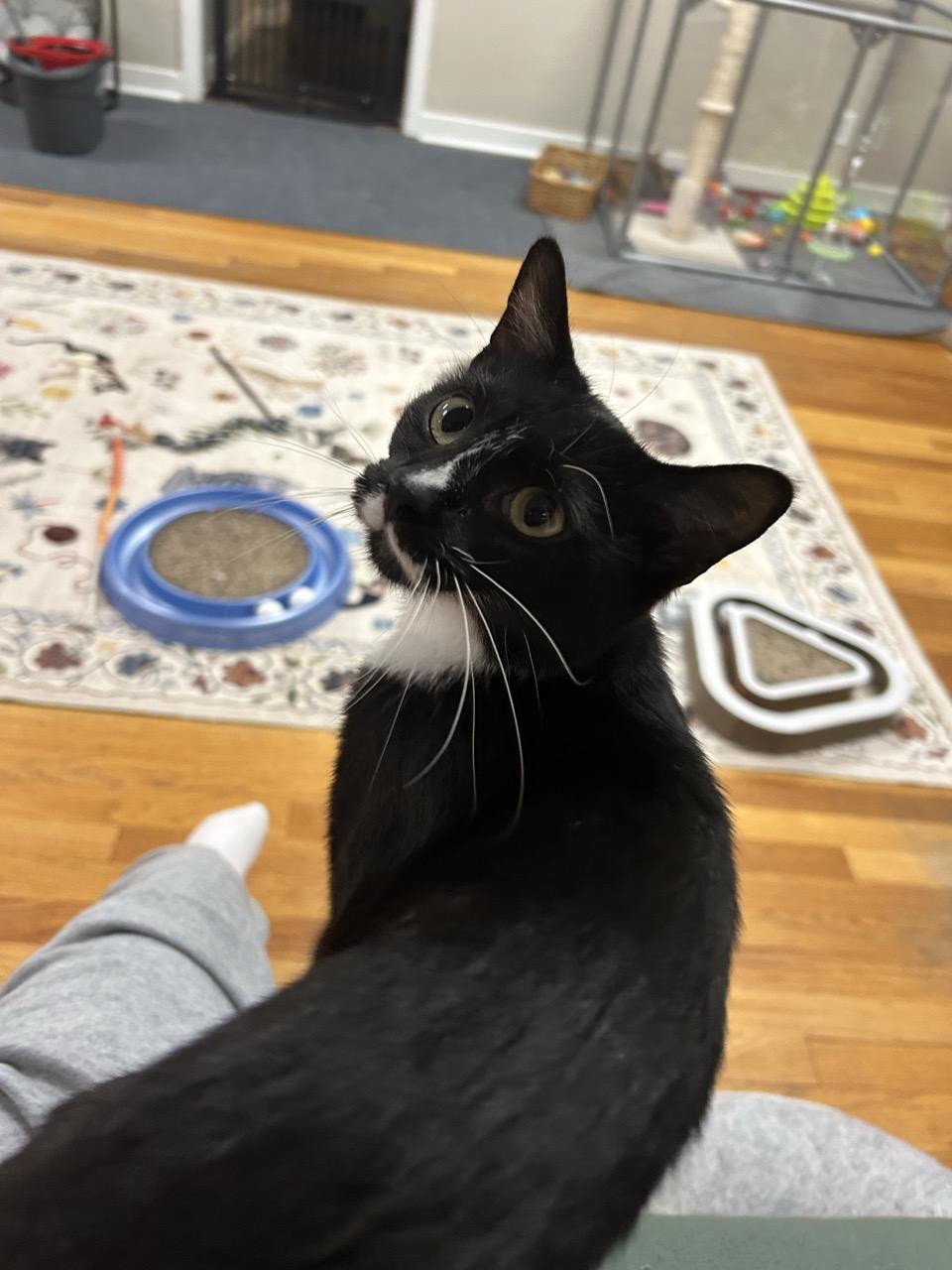 Enlarge Nebula, an adopted Tuxedo in Greensburg, PA image 4/6