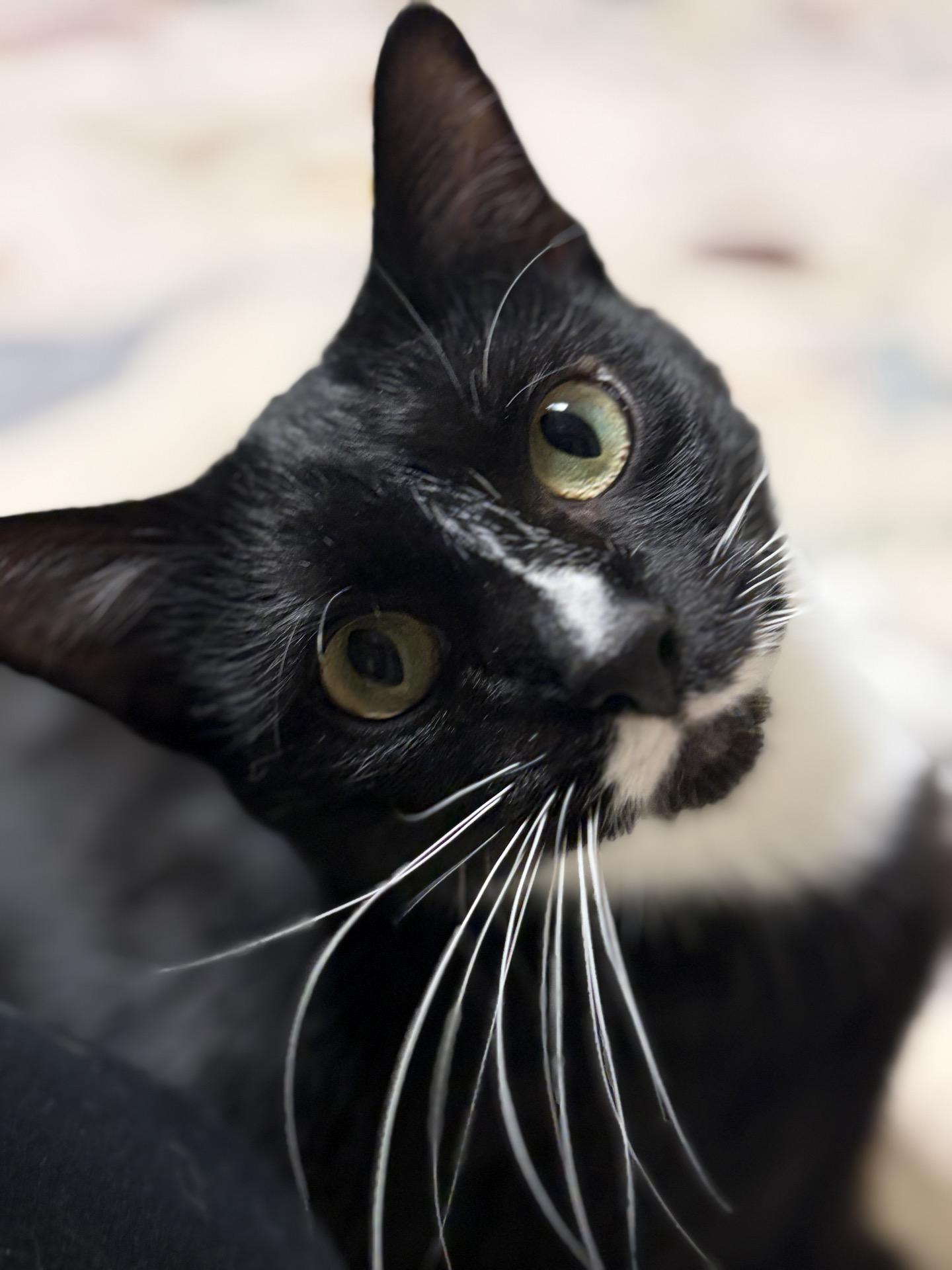 Nebula, adopted, Young Female Tuxedo.