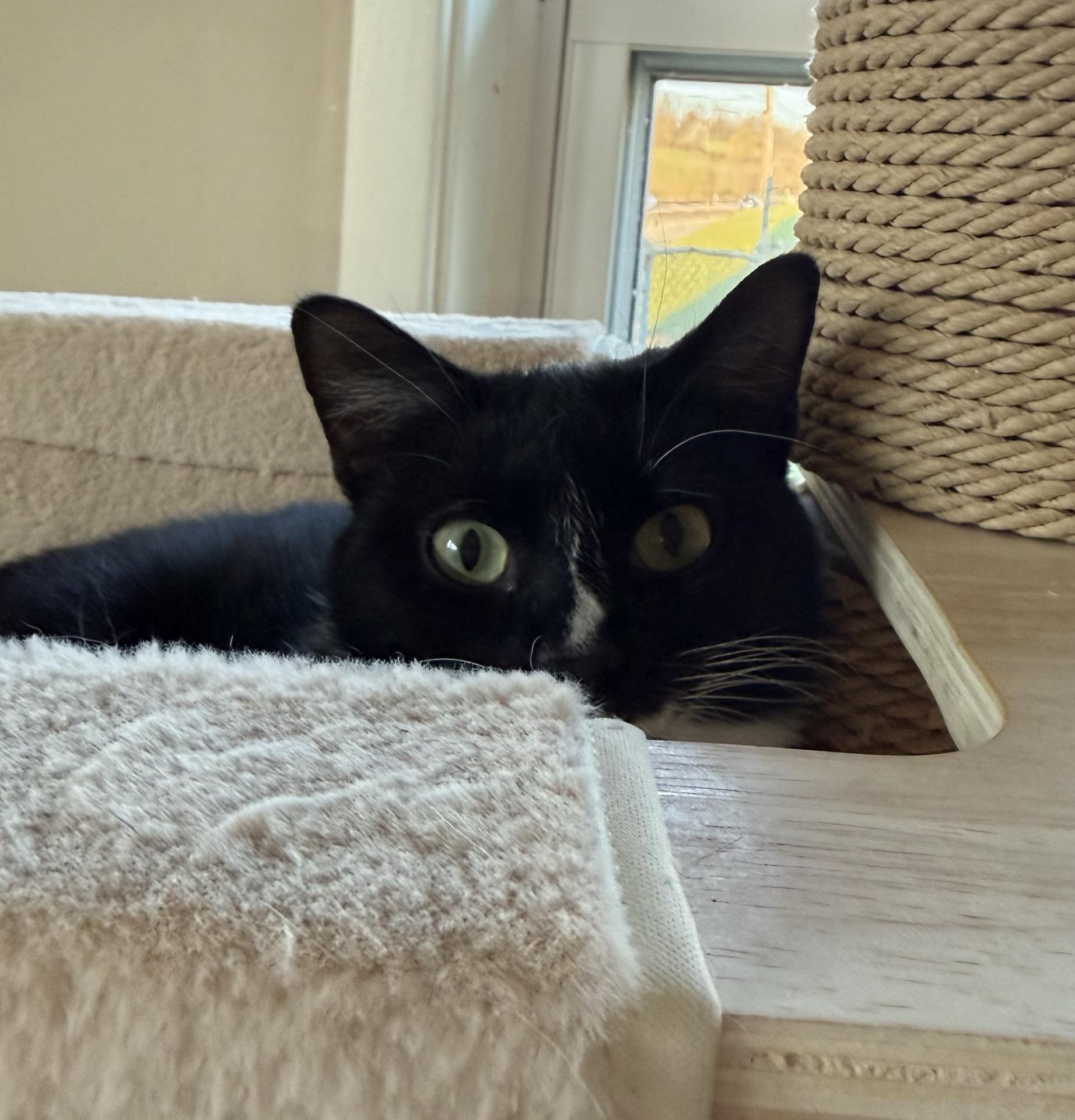 Enlarge Nebula, an adopted Tuxedo in Greensburg, PA image 5/6