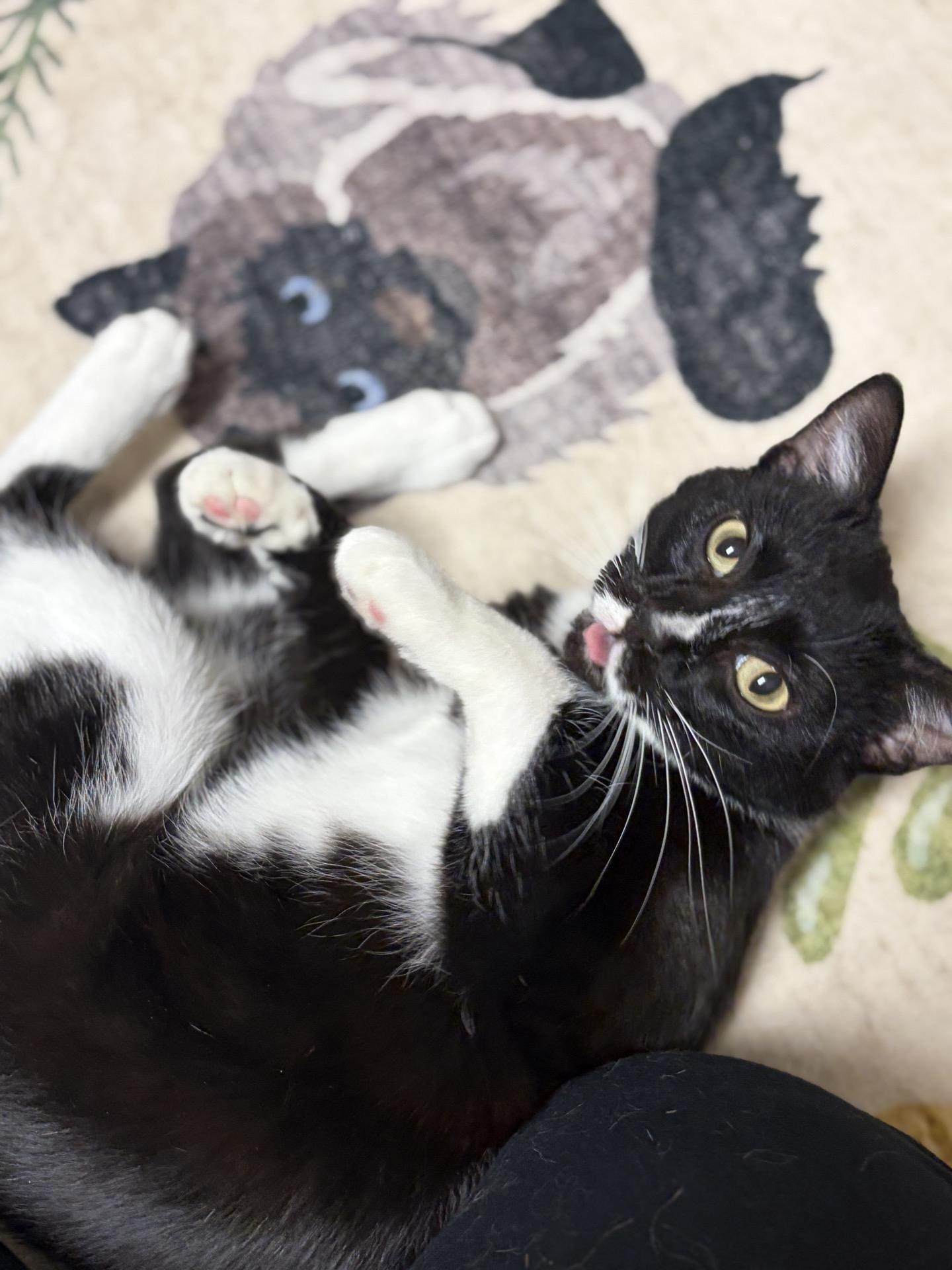 Enlarge Nebula, an adopted Tuxedo in Greensburg, PA image 3/6