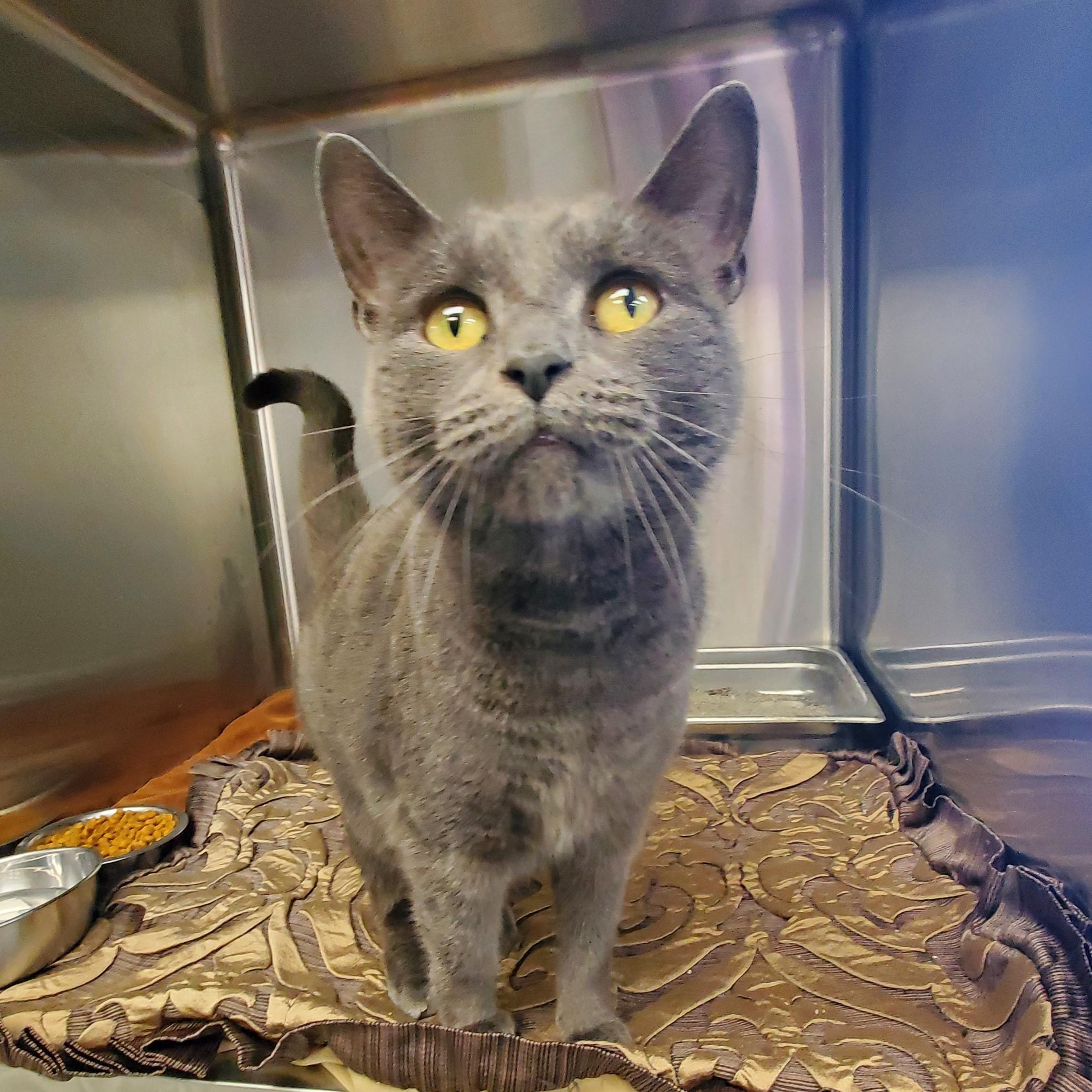 Peachy, an adopted Domestic Short Hair in Jersey city, NJ image 1/2