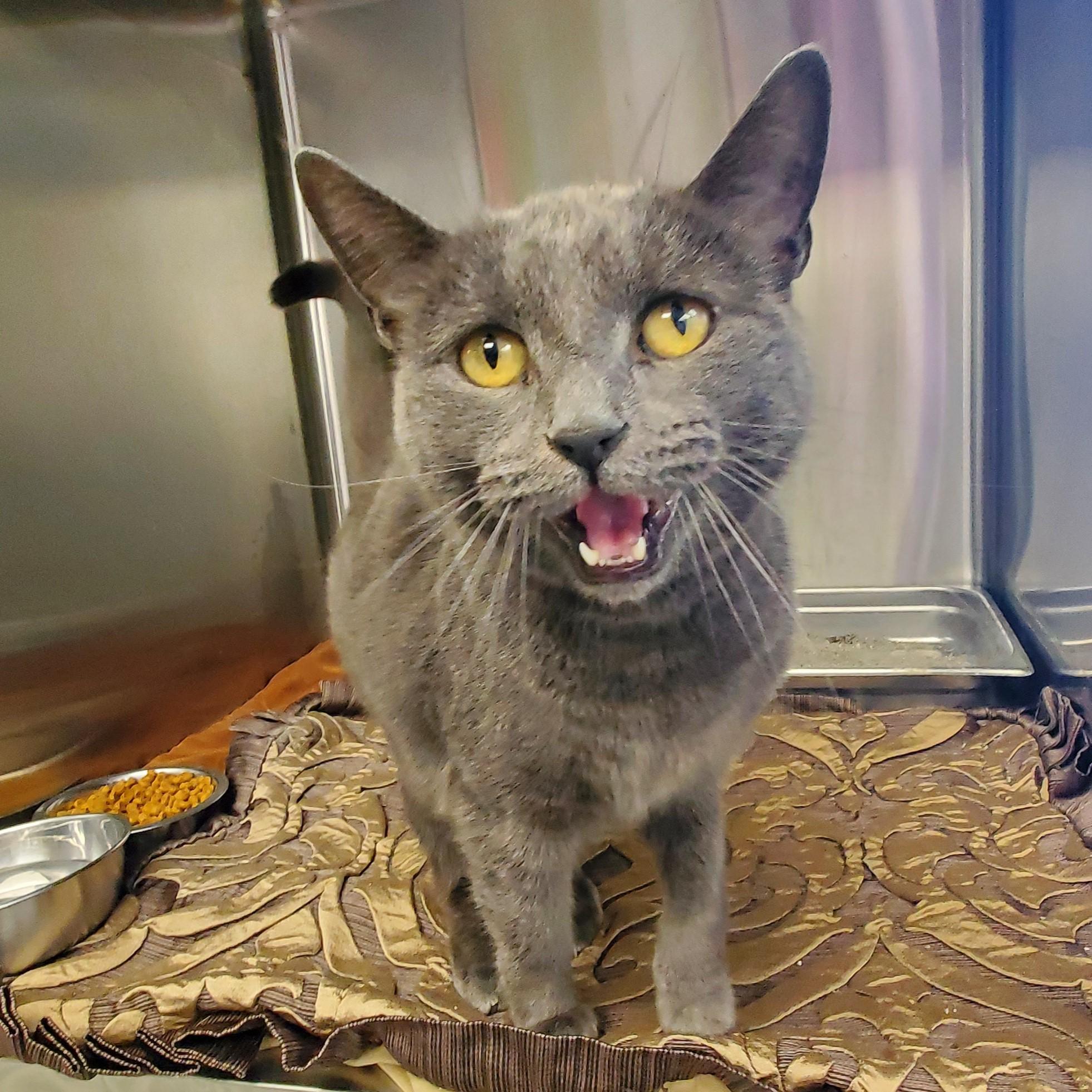 Peachy, an adopted Domestic Short Hair in Jersey city, NJ image 2/2