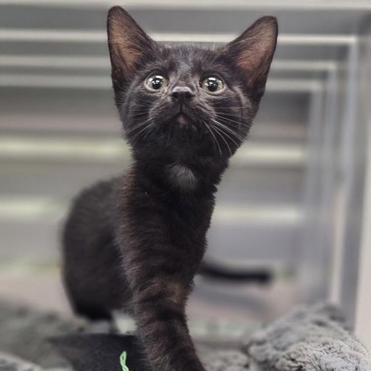 Enlarge Ziptie, a Adoptable Domestic Short Hair in Lynchburg, VA image 1/2