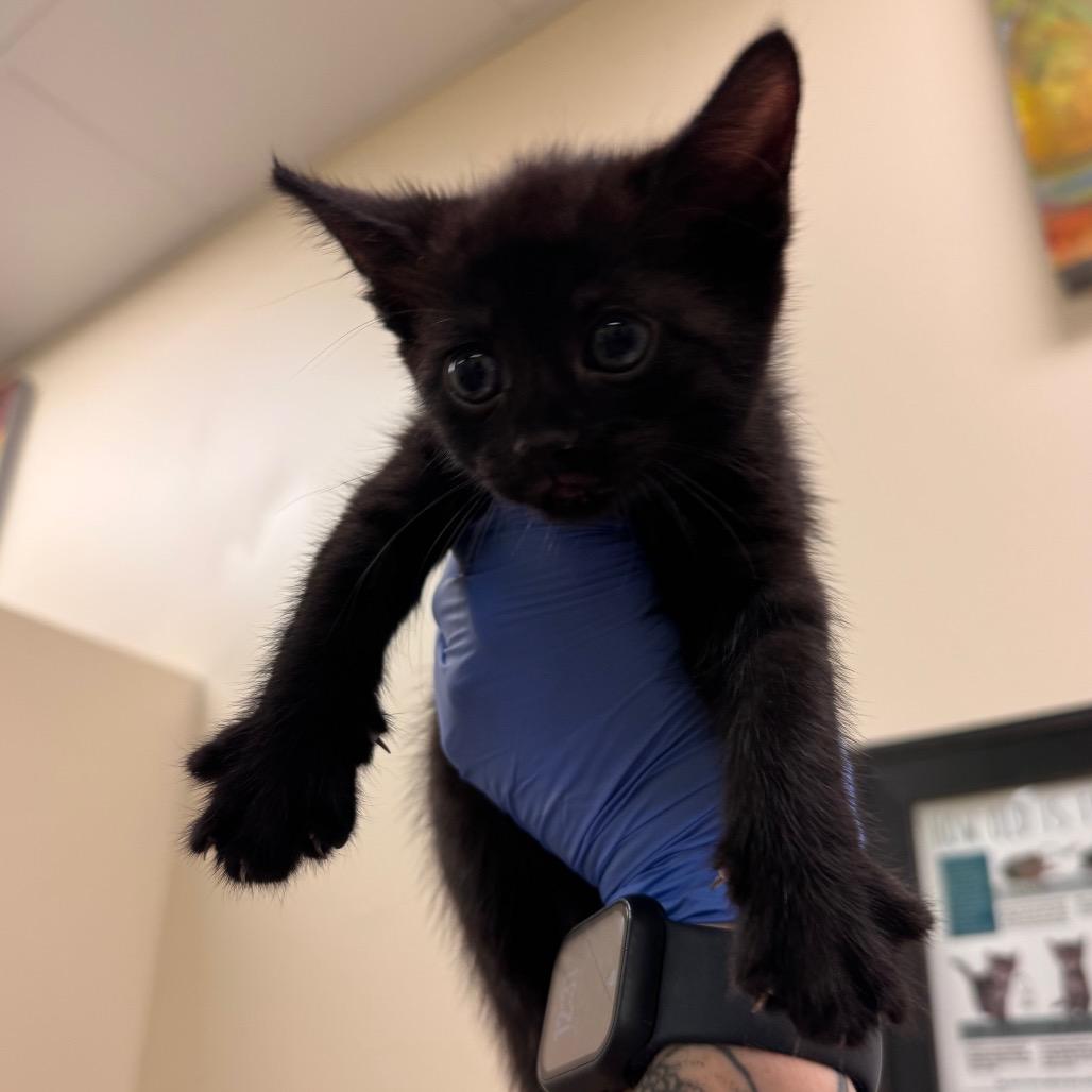 Enlarge Ziptie, a Adoptable Domestic Short Hair in Lynchburg, VA image 2/2