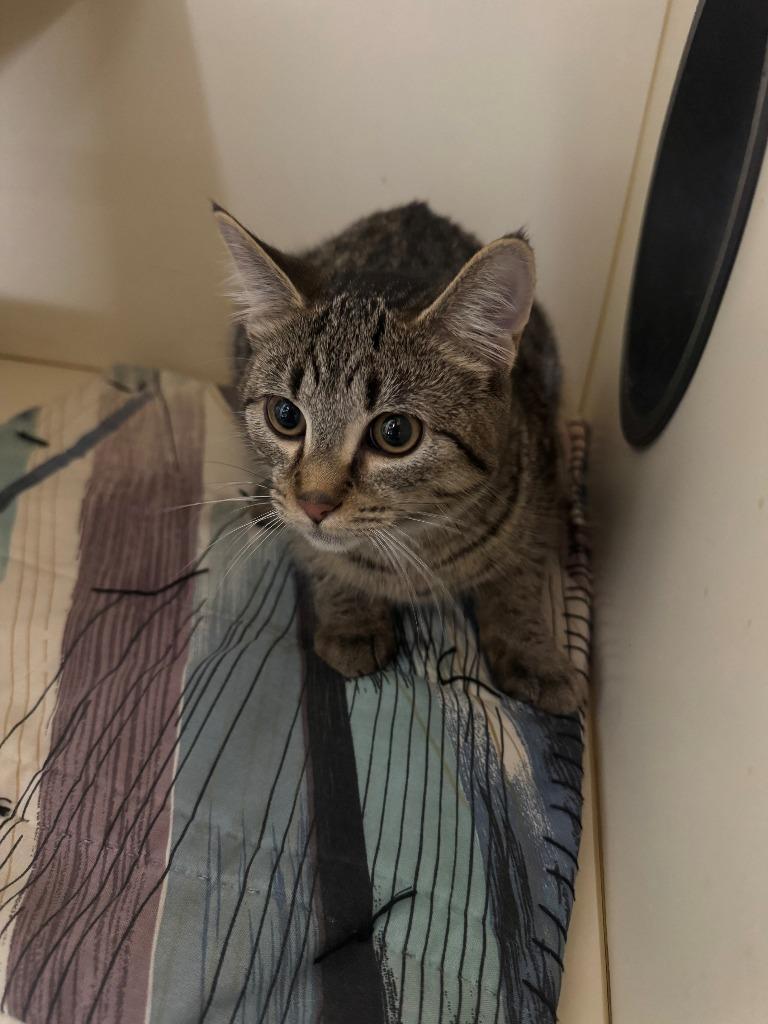 Enlarge SCARLETT, a Adoptable mixed breed in Hastings, MI image 1/1