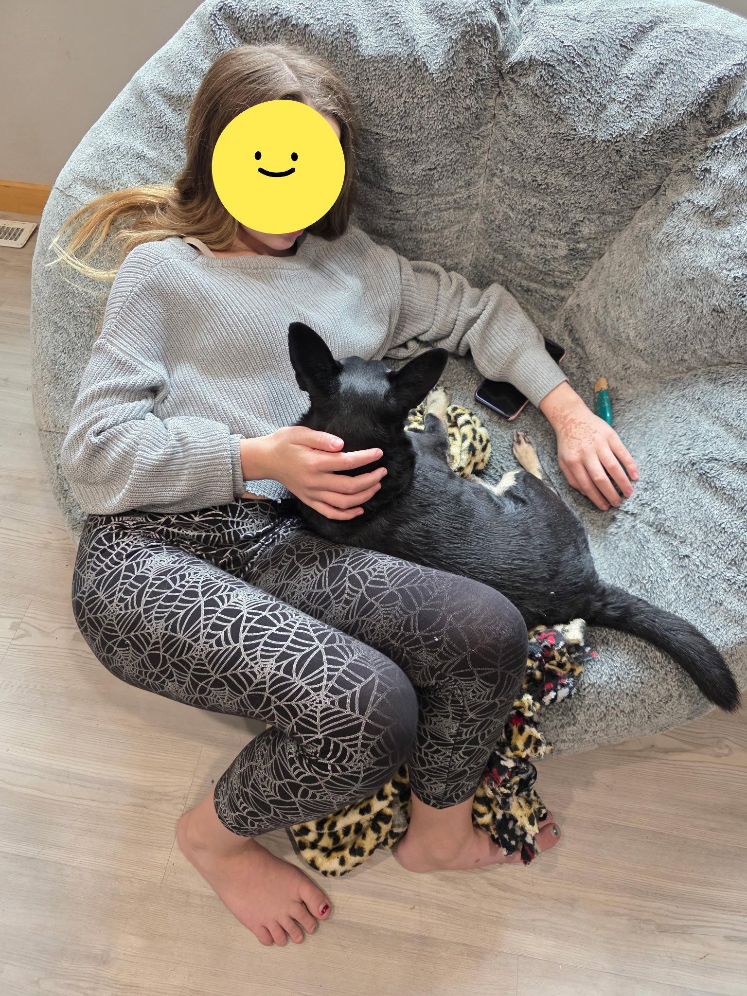 Louie, Adopted, Senior Male Miniature Pinscher & Chihuahua.