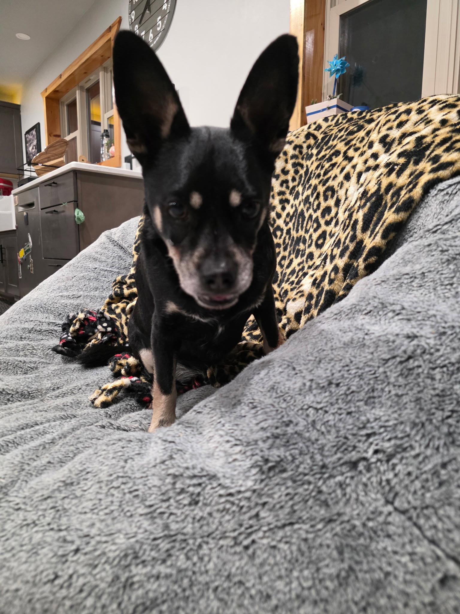 Enlarge Louie, a Adopted mixed breed in Montello, WI image 2/2