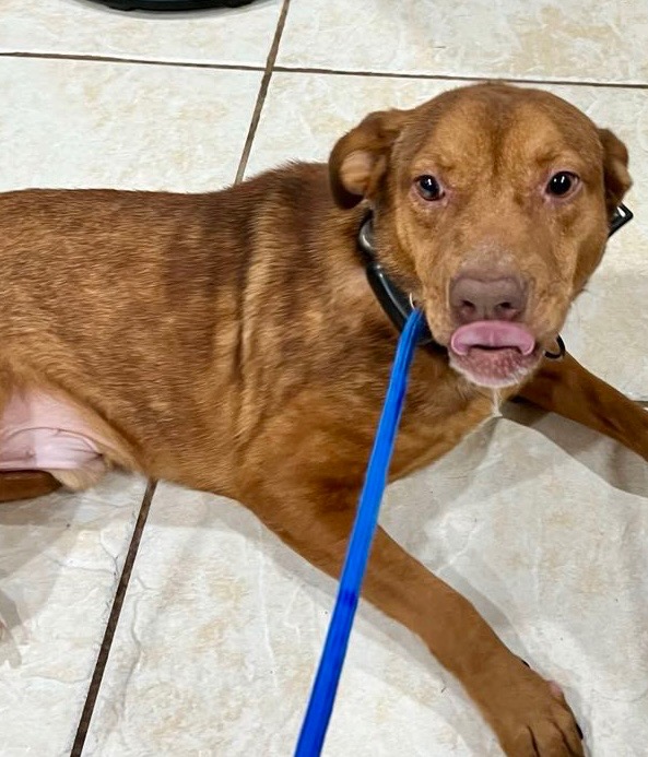 Enlarge Harry, a Adopted mixed breed in Washington Court House, OH image 1/2