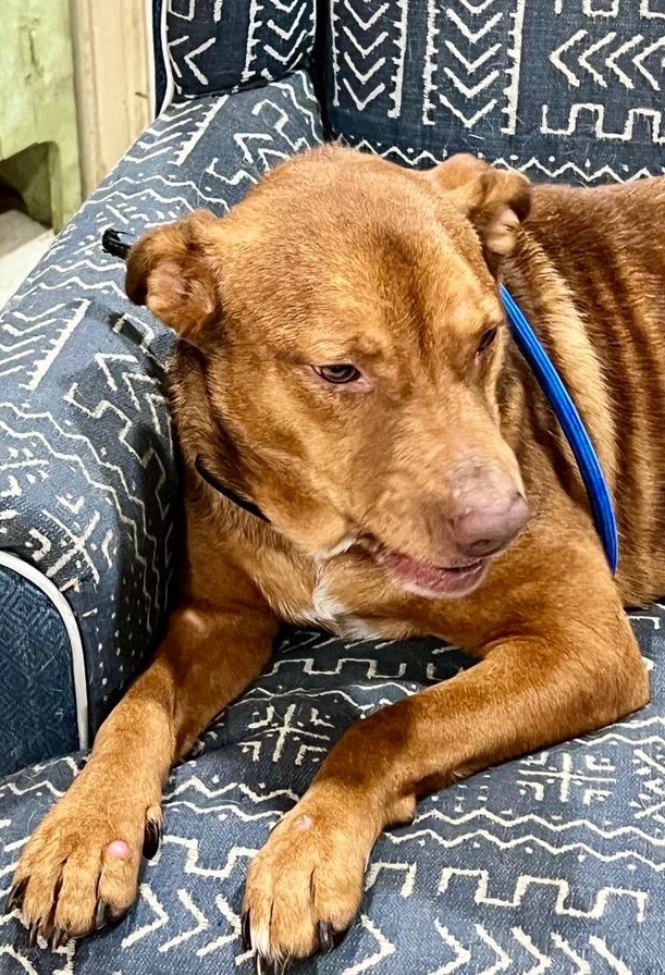 Enlarge Harry, a Adopted mixed breed in Washington Court House, OH image 2/2