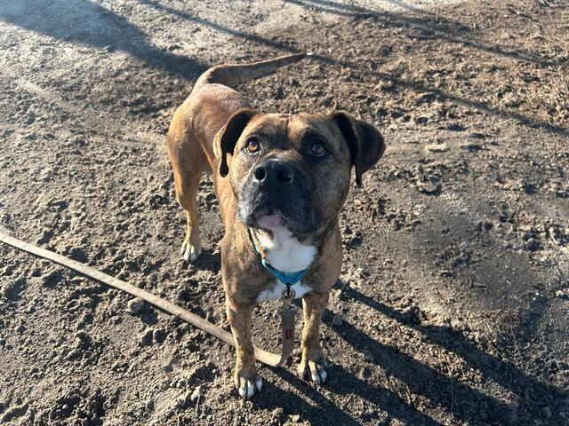 HOSS, Adoptable, Adult Male Boxer & Mixed Breed.